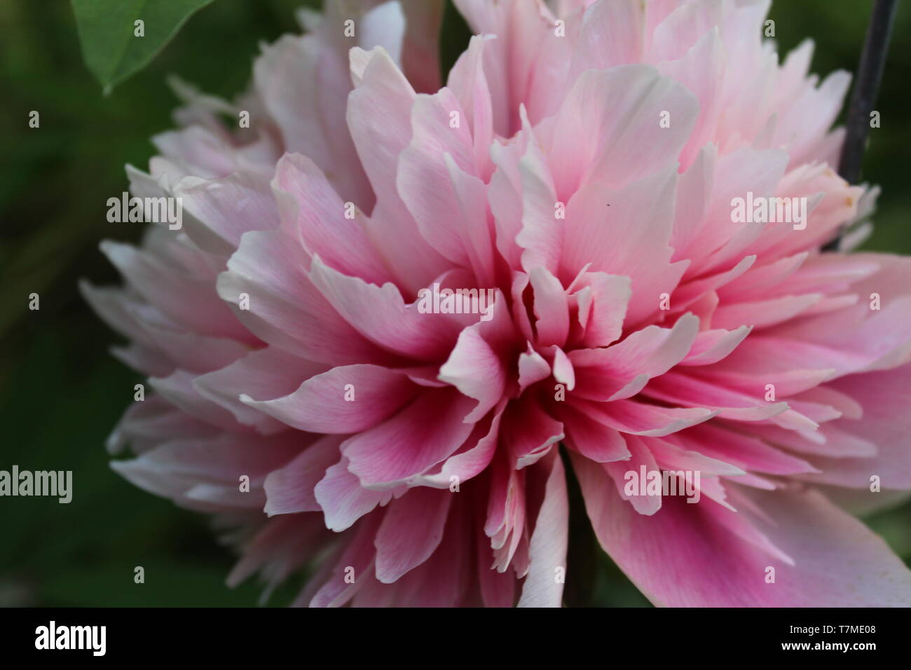 Vivid pink dahlia flower hi-res stock photography and images - Alamy
