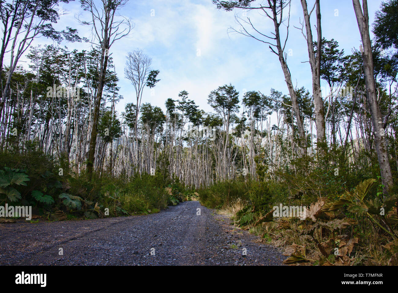 Lenga (southern beech) forest, Pumalin National Park, Patagonia, Region de los Lagos, Chile Stock Photo