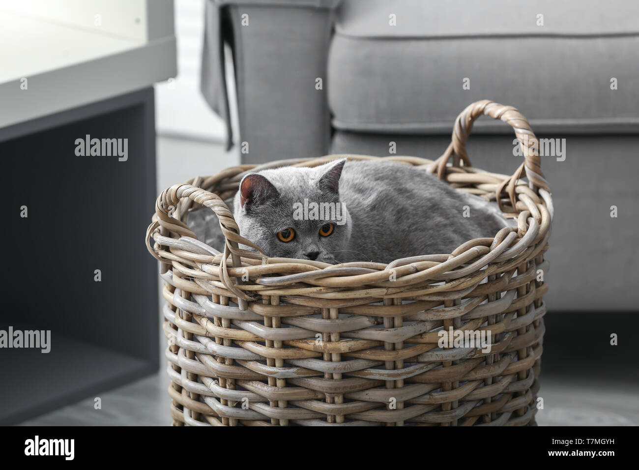 Adorable cat in hamper at home Stock Photo Alamy