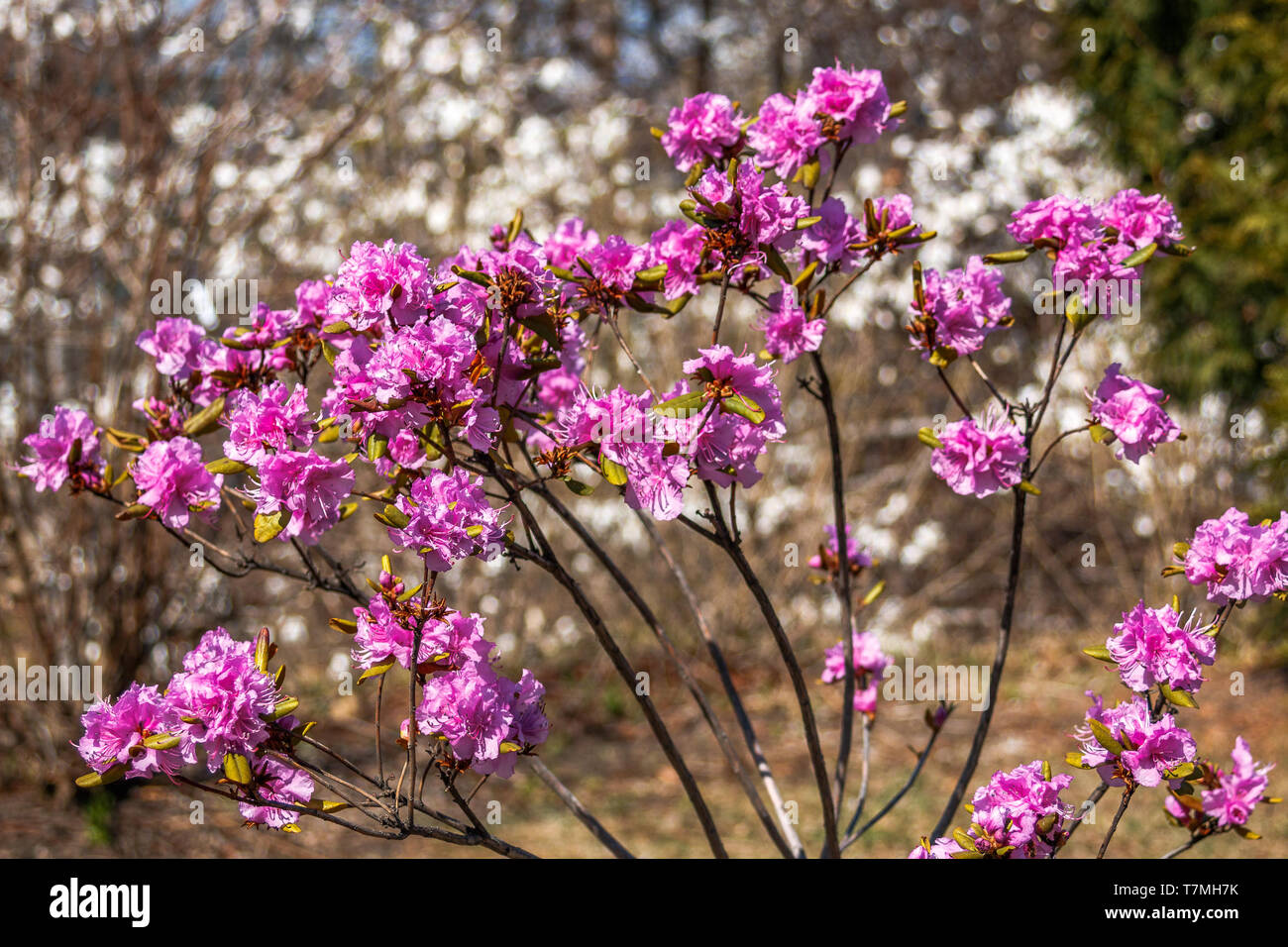 Blooming pink flowers rhododendron. Spring bloom in the park. Stock Photo