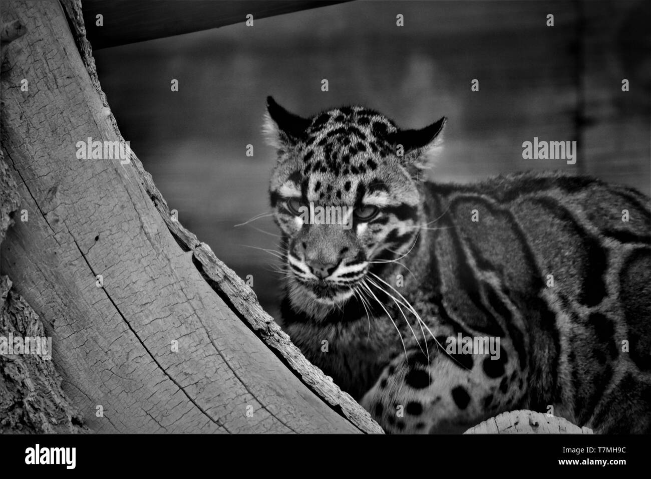 Fishing Cat Stock Photo