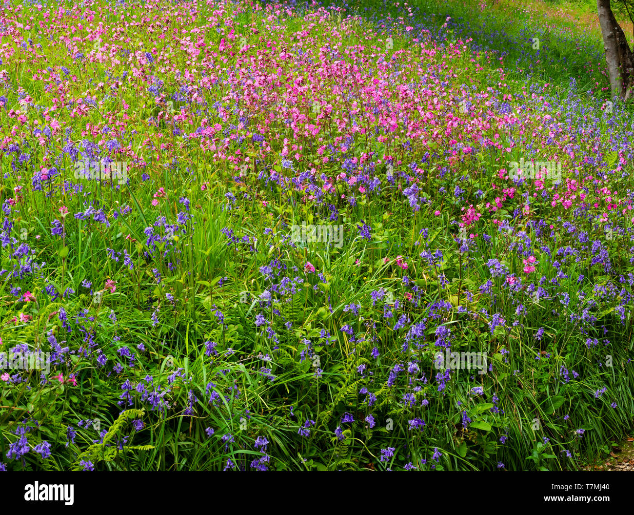 Spring wildflowers, principally bluebells, Hyacinthus non-scriptus, and red campion, Silene dioica, on a Devon woodland bank Stock Photo