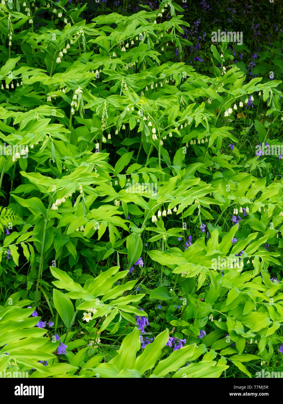 Arching stems and green tipped white bells of the hardy perennial Soloman's Seal, Polygonatum x hybridum Stock Photo