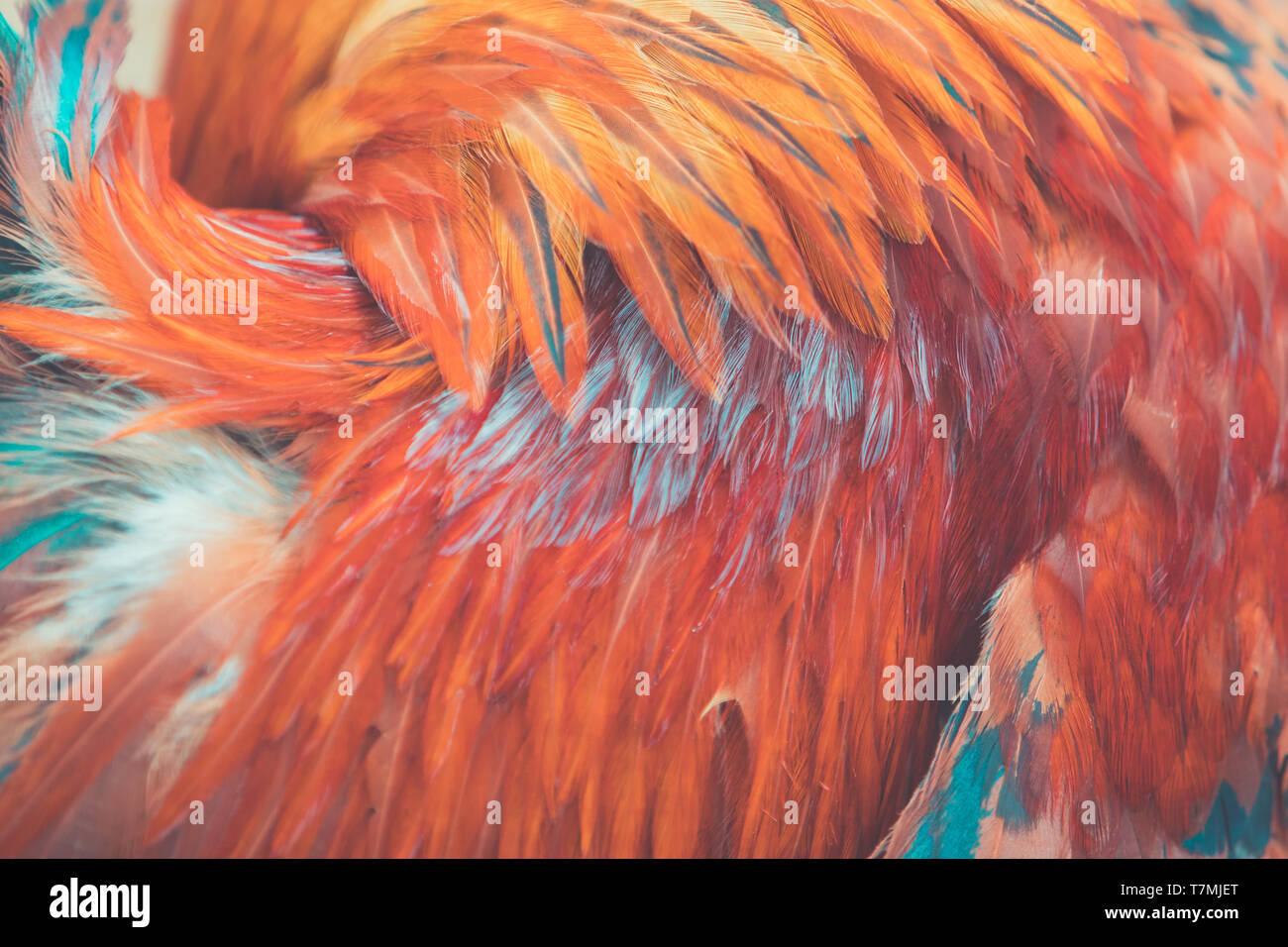 Red rooster feathers as a background or backdrop Stock Photo - Alamy