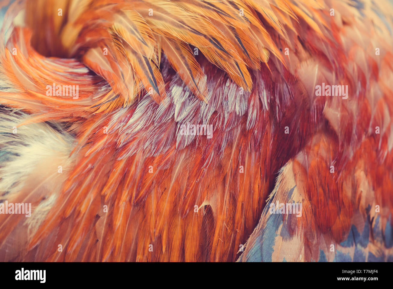 Red rooster feathers sticking out in different directions as a