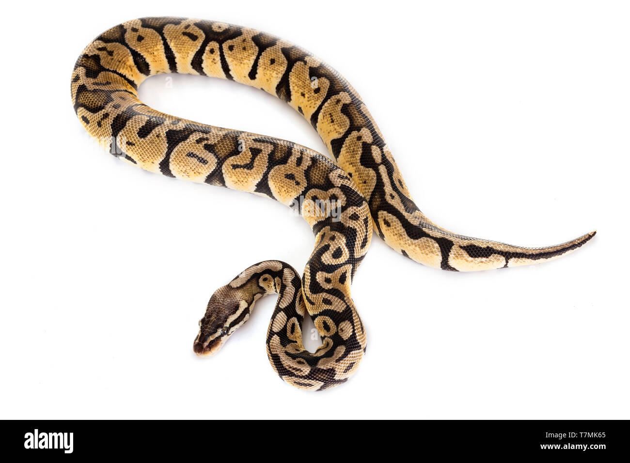 Ball python in front of white background Stock Photo - Alamy