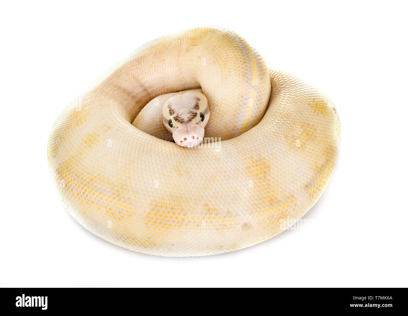 Ball python in front of white background Stock Photo