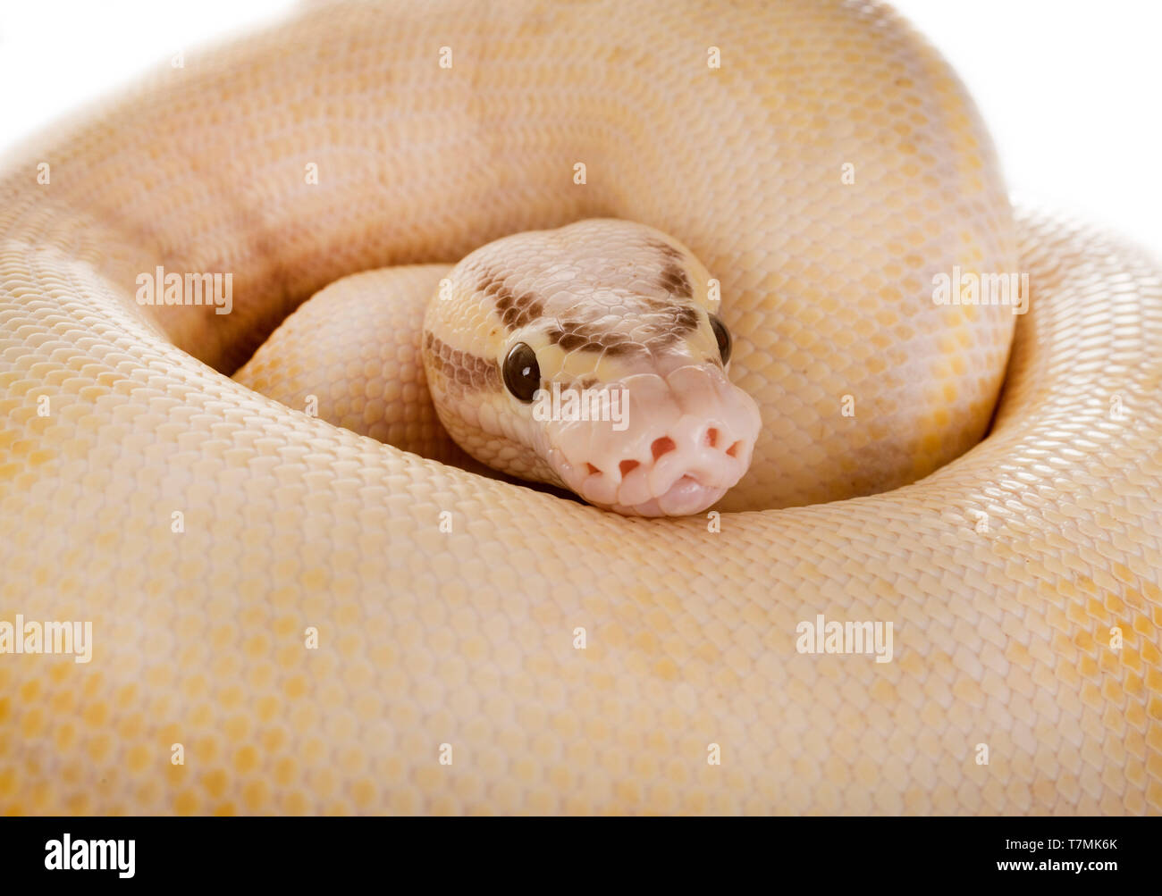 Ball python in front of white background Stock Photo