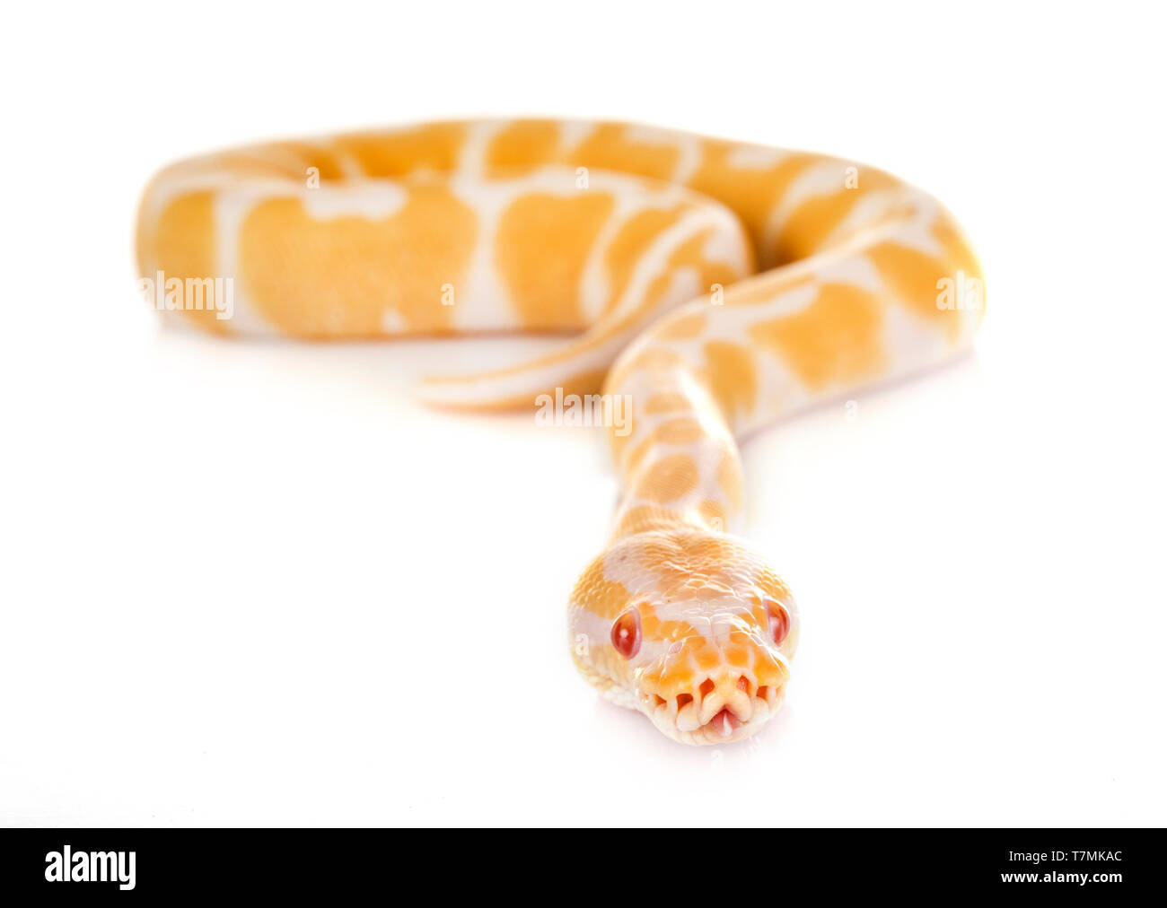 Ball python in front of white background Stock Photo - Alamy