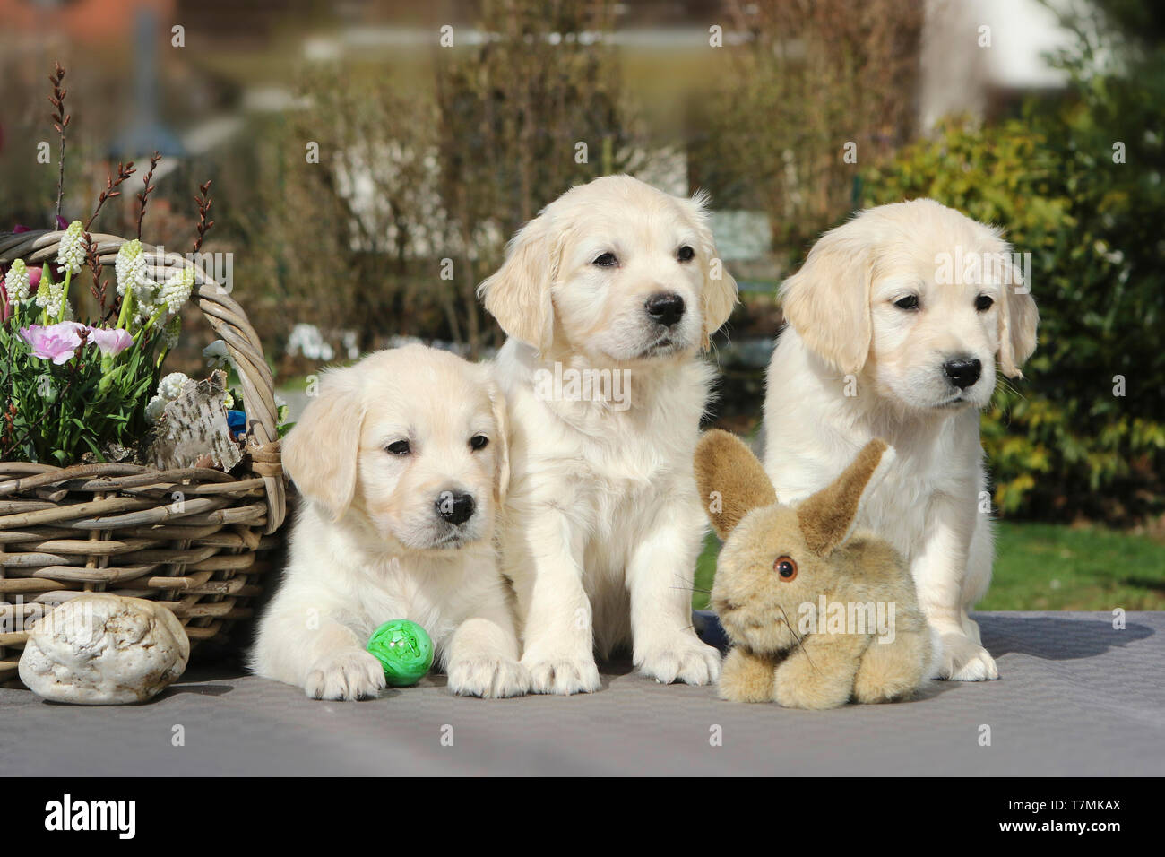 Golden Retriever. Three puppies (females, 7 weeks old) with plush bunny and flower basket. Germany Stock Photo