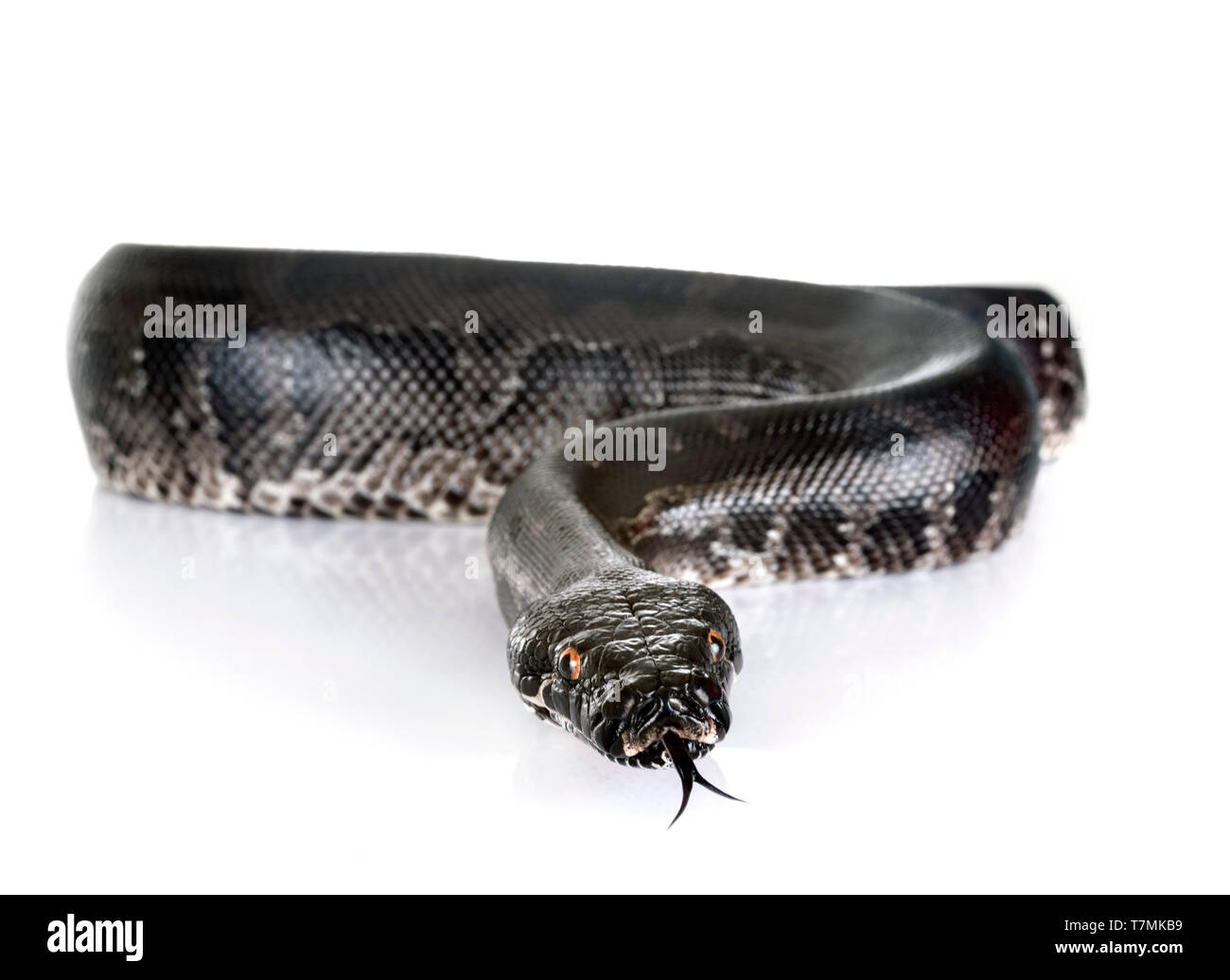 Python curtus in front of white background Stock Photo - Alamy