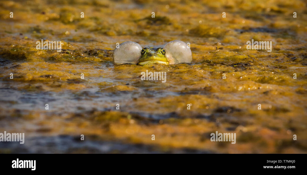 Blowing cheeks hires stock photography and images Alamy