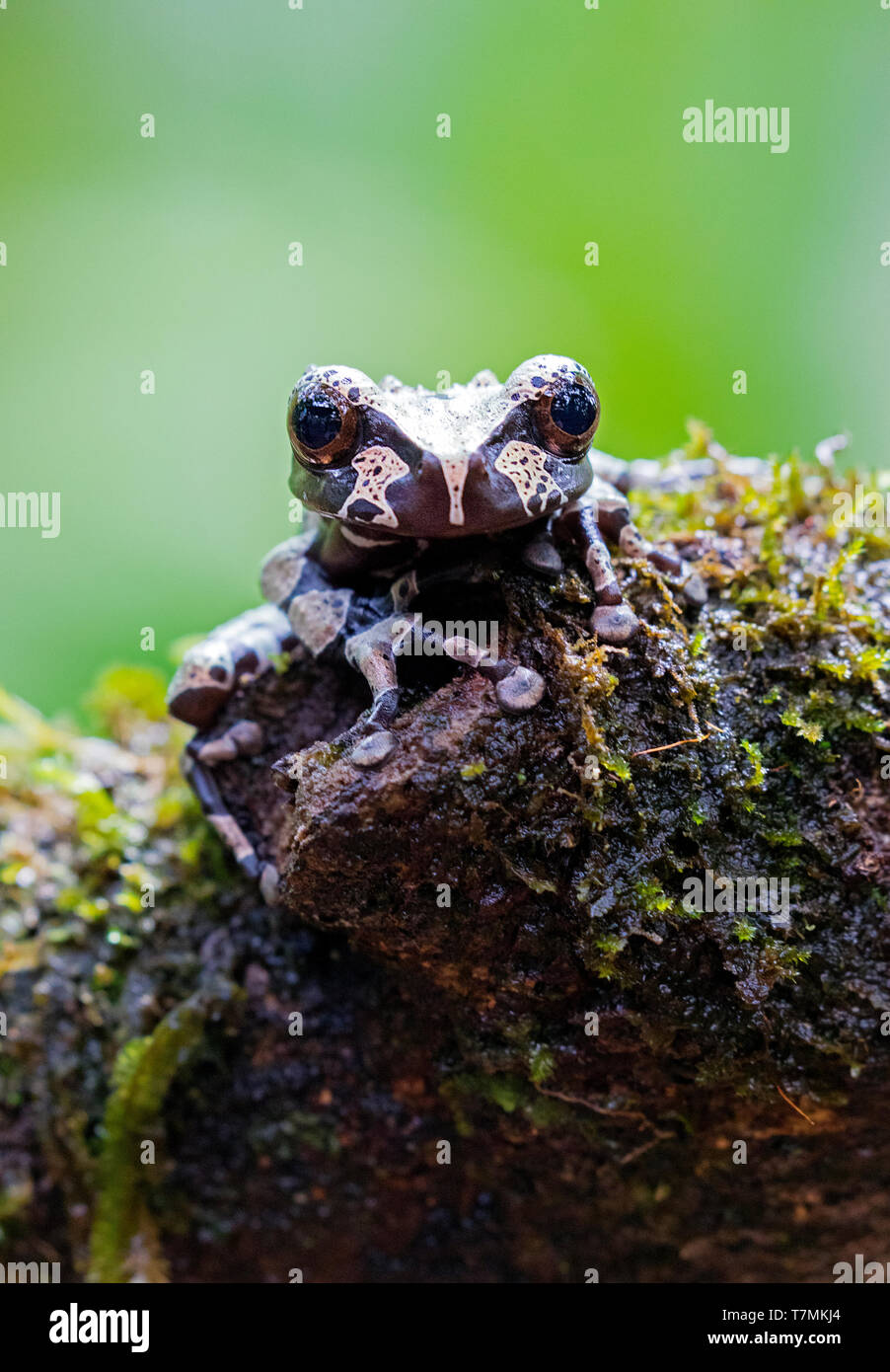 Crowned tree frog hi-res stock photography and images - Alamy