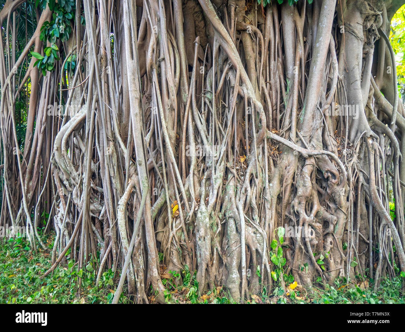 Extensive aerial prop root system of a banyan tree. Stock Photo