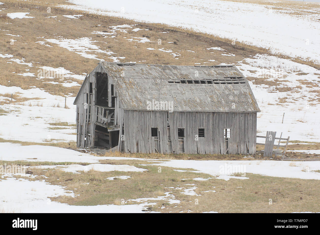 Old barns in Alberta, Canada dot the prairies reminiscent of bygone days. Stock Photo