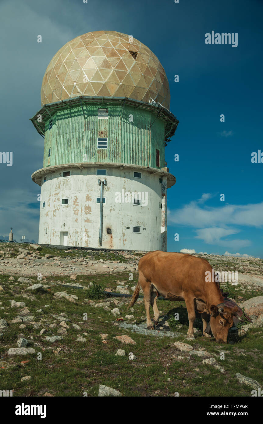 Dome of an old radar station and cow on a rocky place called Torre at ...