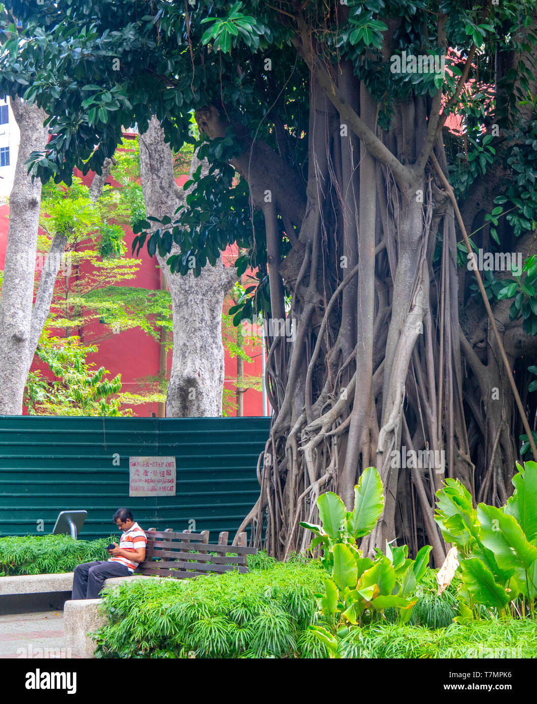 Man using his mobile telephone sitting on a bench under a banyan tree. Stock Photo