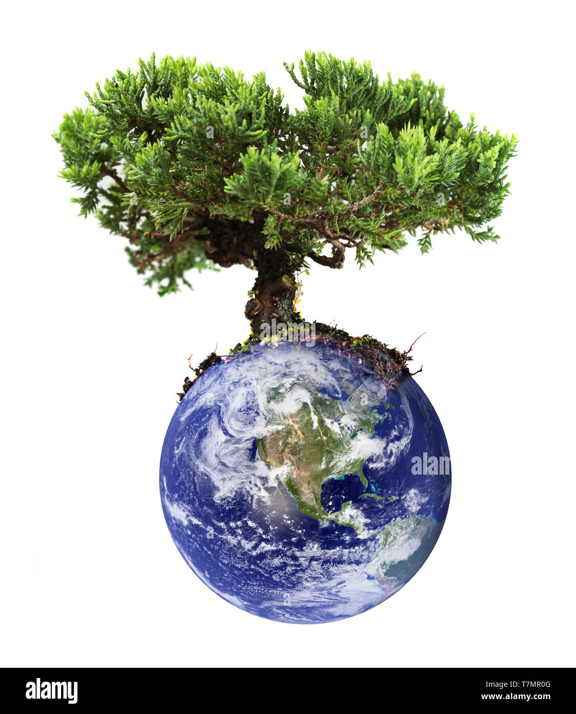 Earth tree Stock Photo