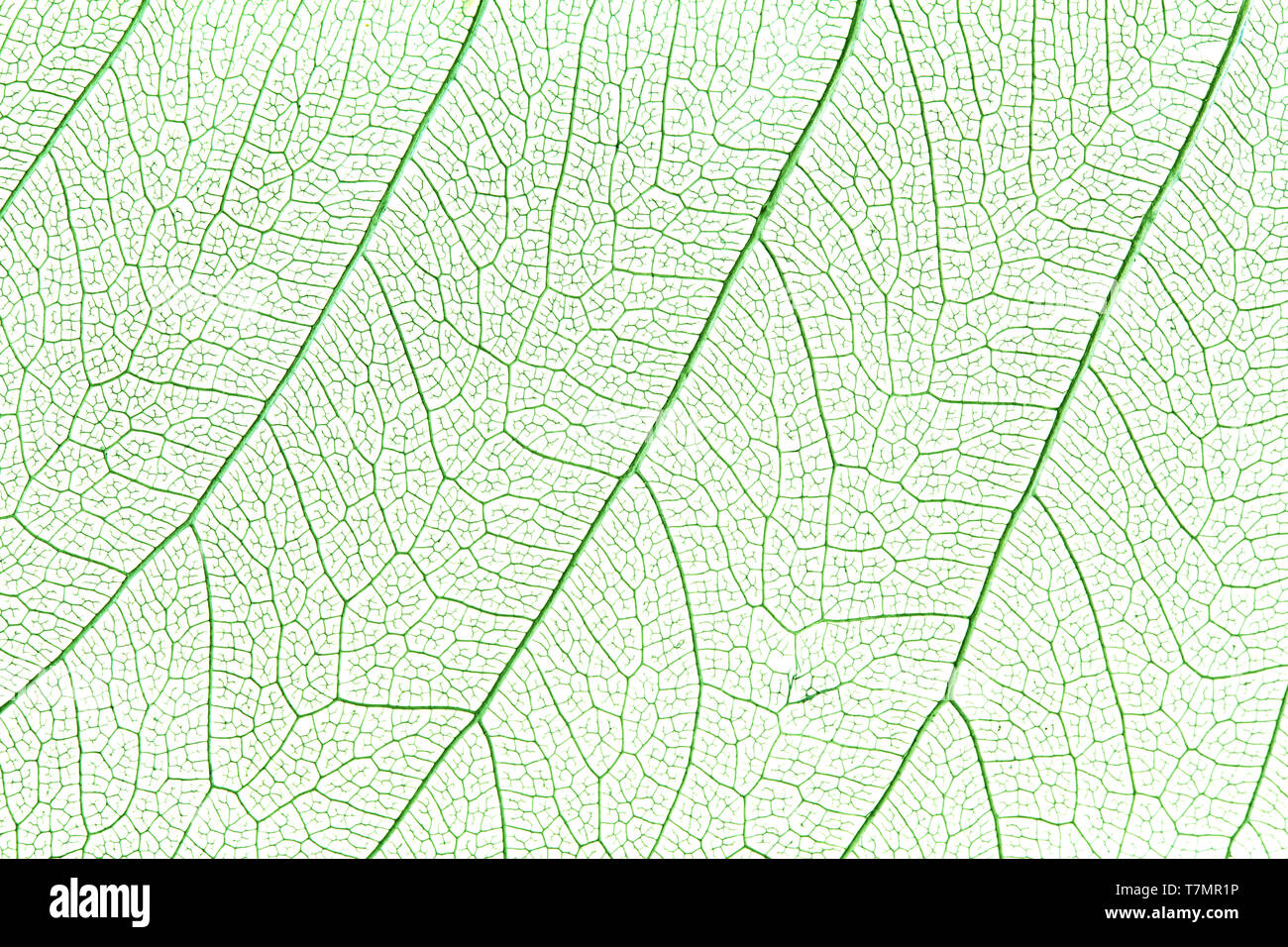 Green skeleton leaf Stock Photo Alamy