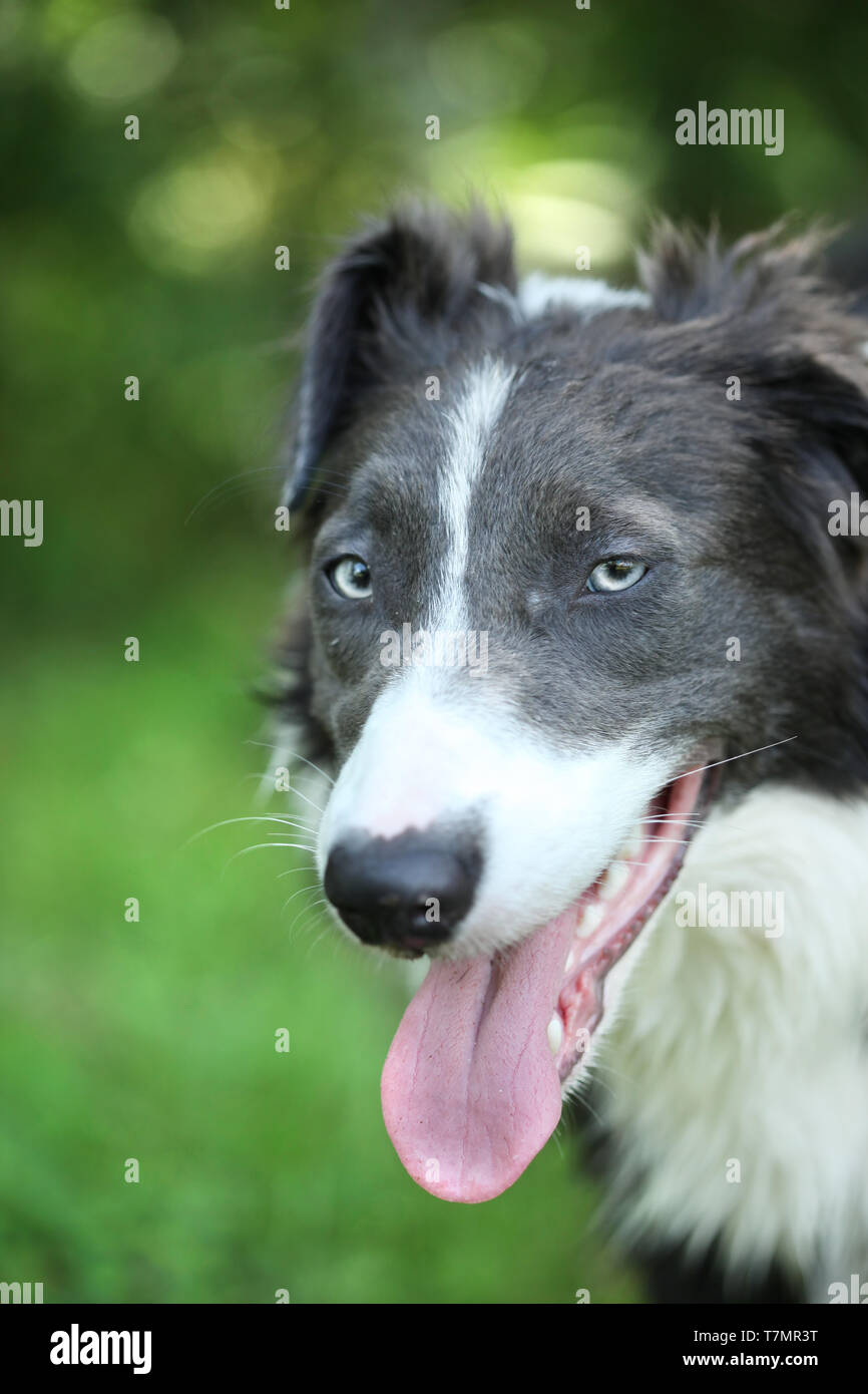 8 month old Border Collie Stock Photo
