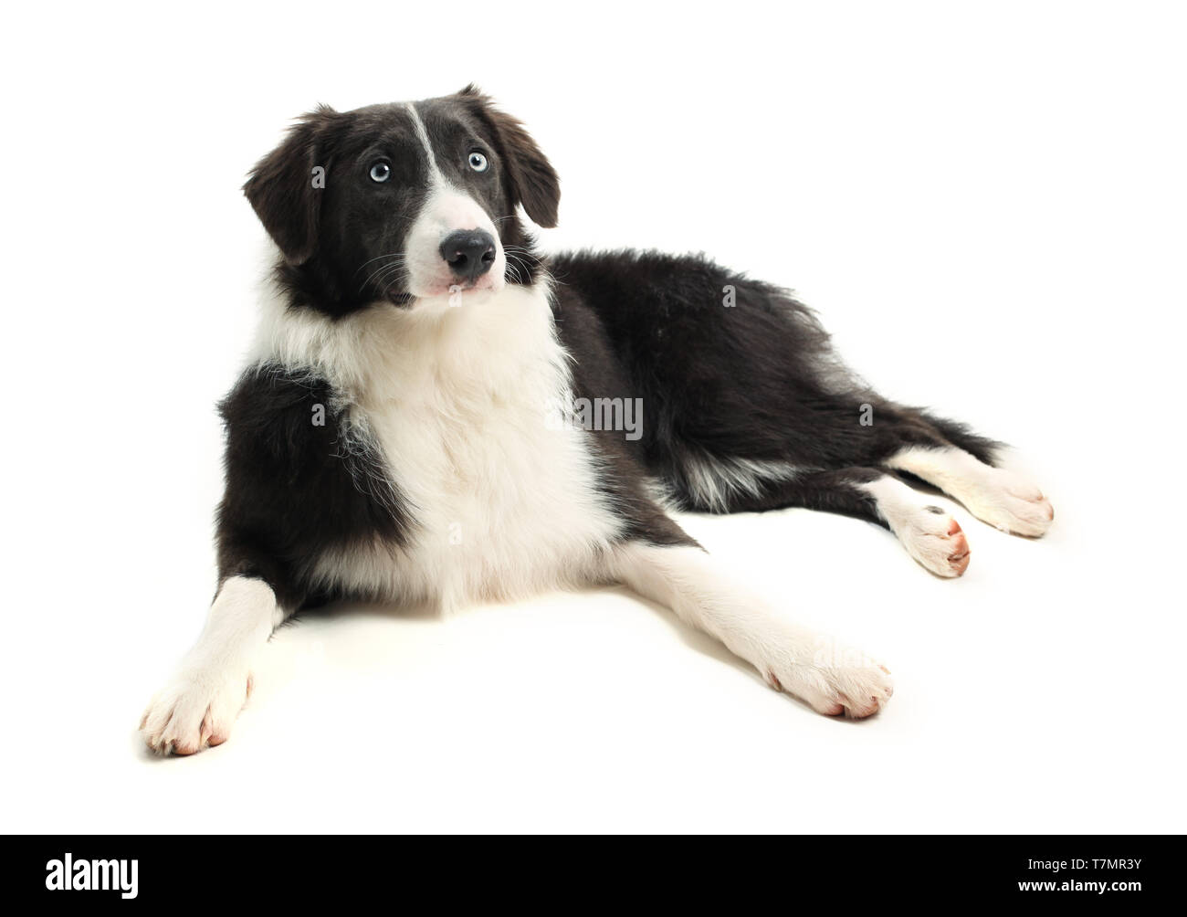 8 month old Border Collie Stock Photo