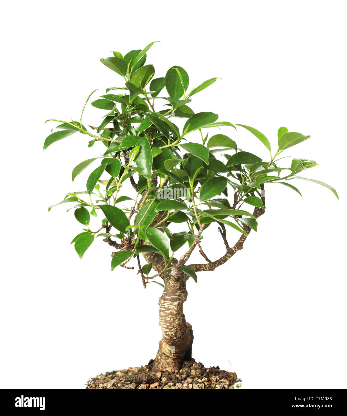 Bonsai tree isolated on white Stock Photo - Alamy