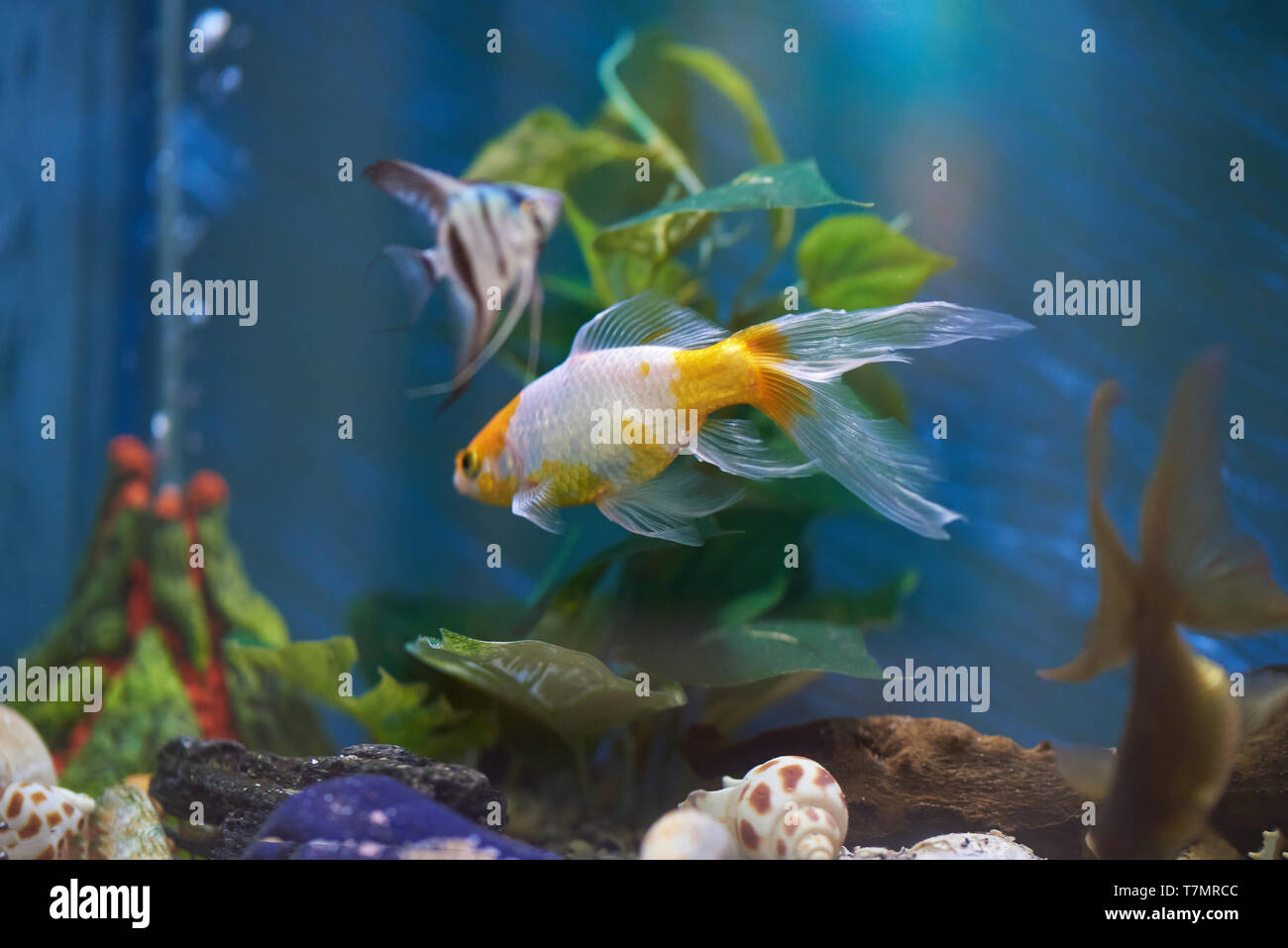 Aquarium with colorful fishes in blue clear water Stock Photo