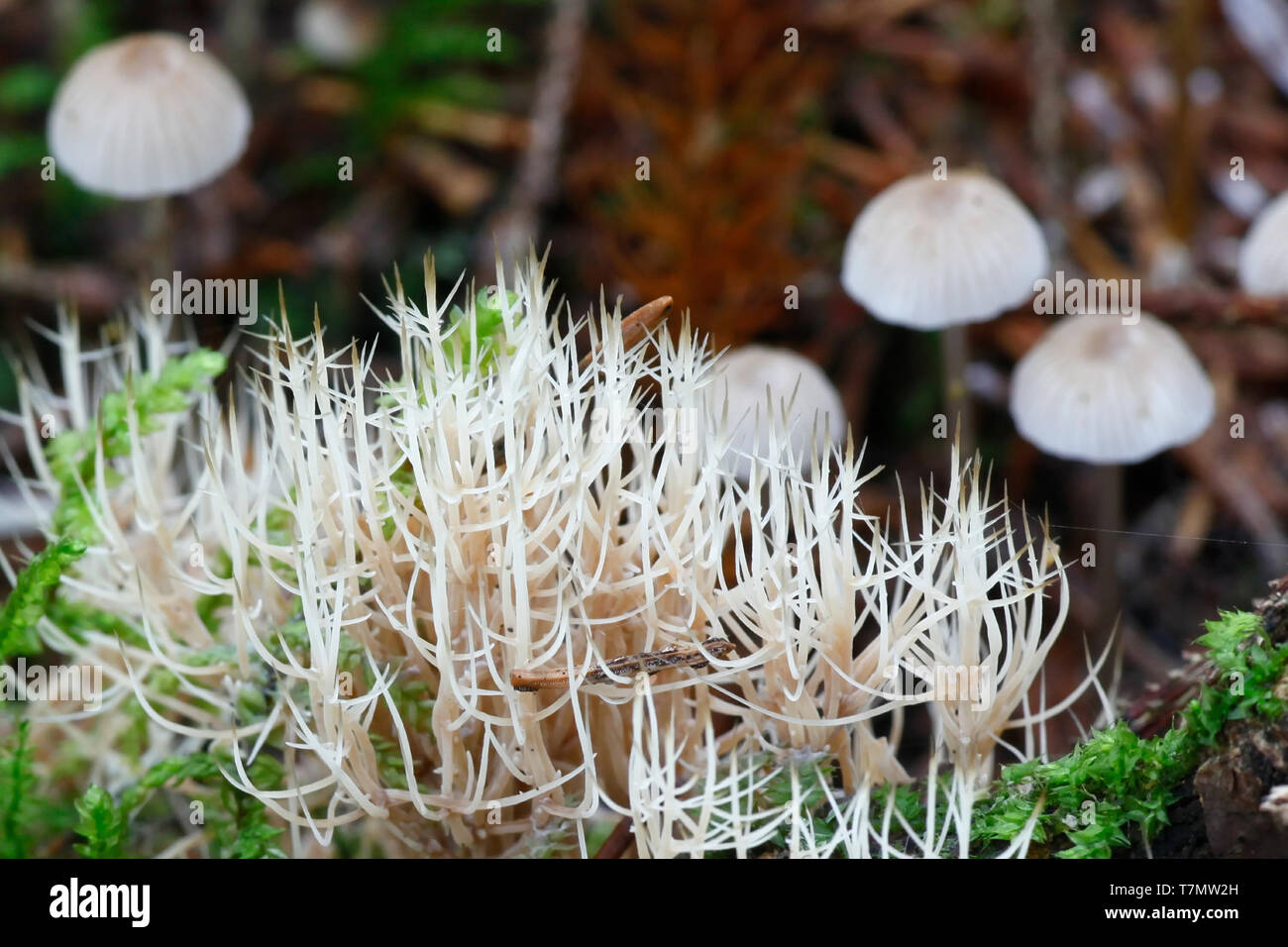 Coral mushroom, Pterula multifida, wild mushroom from Finland Stock Photo
