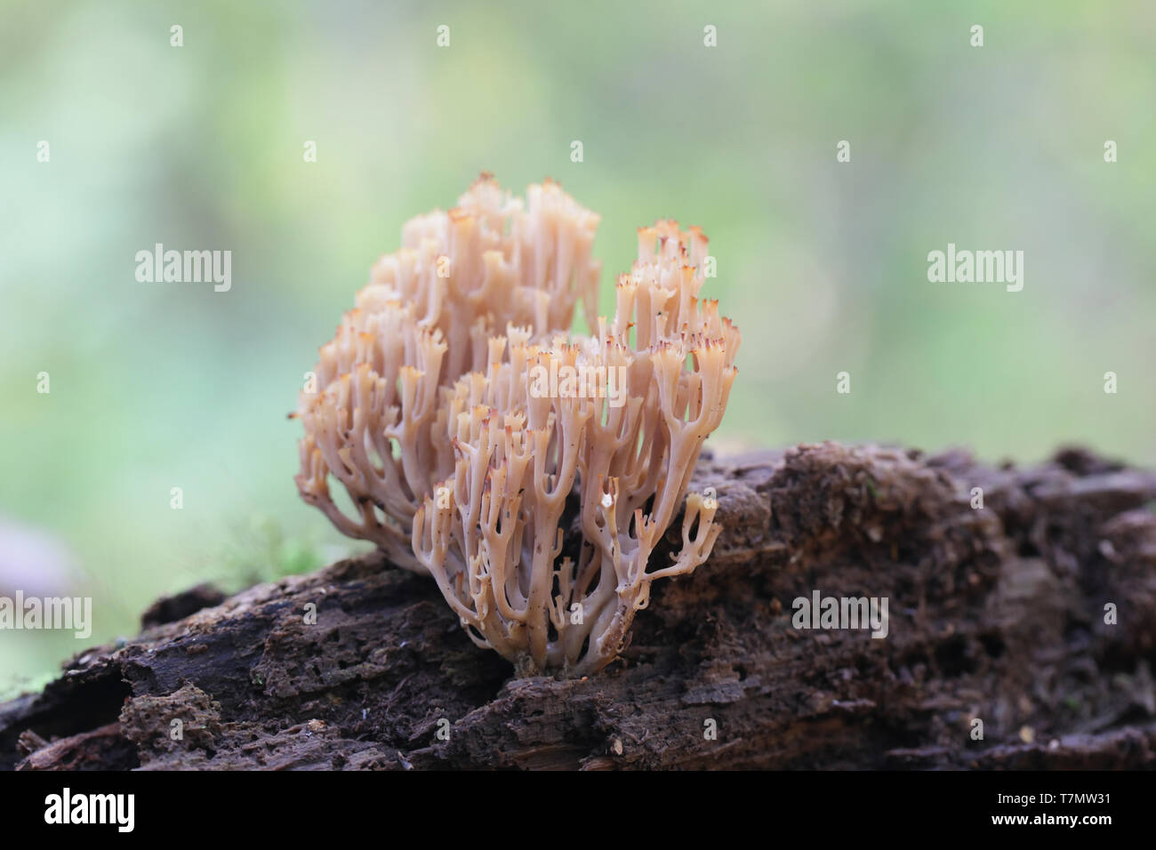 Artomyces pyxidatus is a coral fungus that is commonly called crown coral or crown-tipped coral fungus Stock Photo