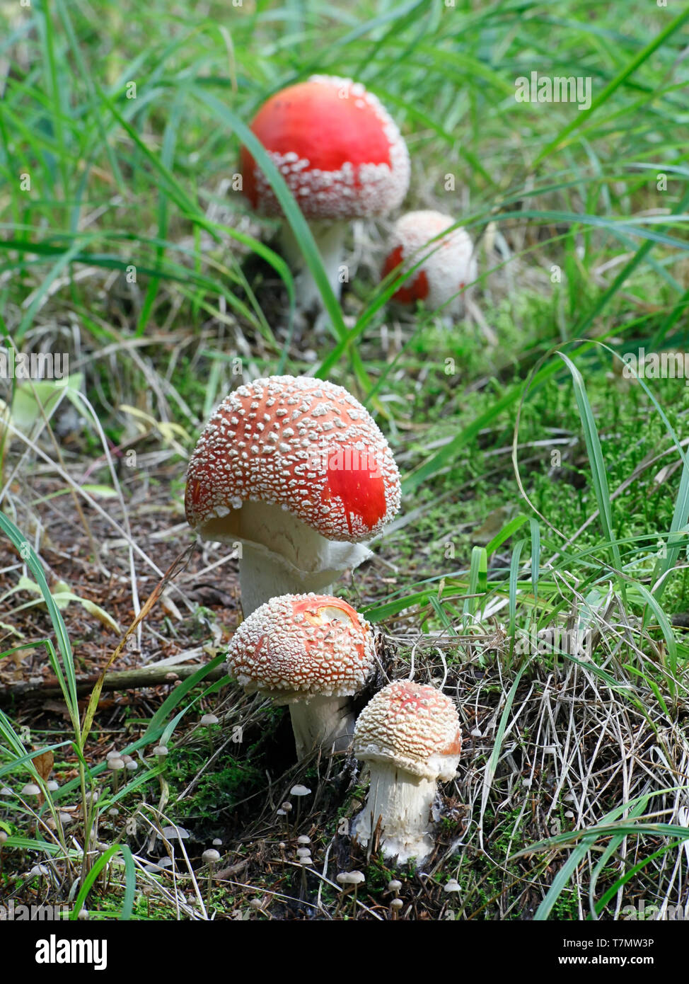 Amanita muscaria, commonly known as the fly agaric or fly amanita, an iconic toadstool Stock Photo