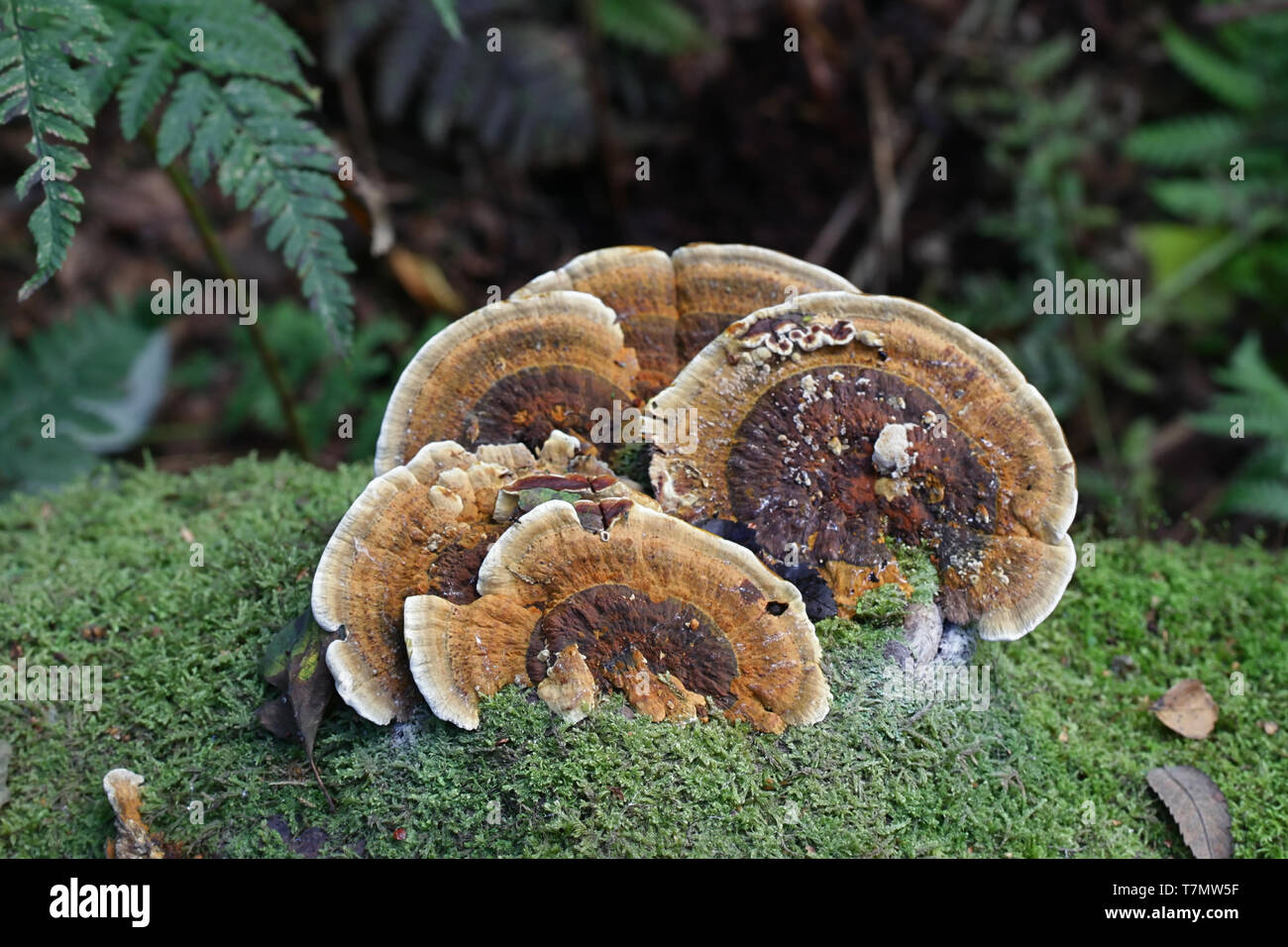 Benzoin bracket fungus, Ischnoderma benzoinum Stock Photo