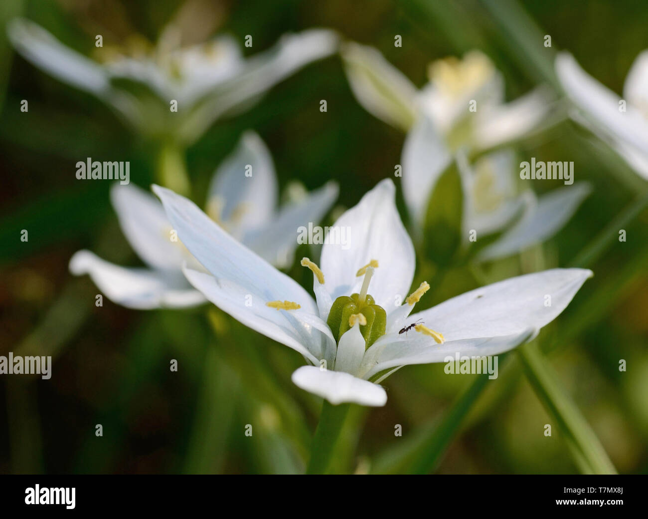 Star of bethlehem flower hi-res stock photography and images - Alamy