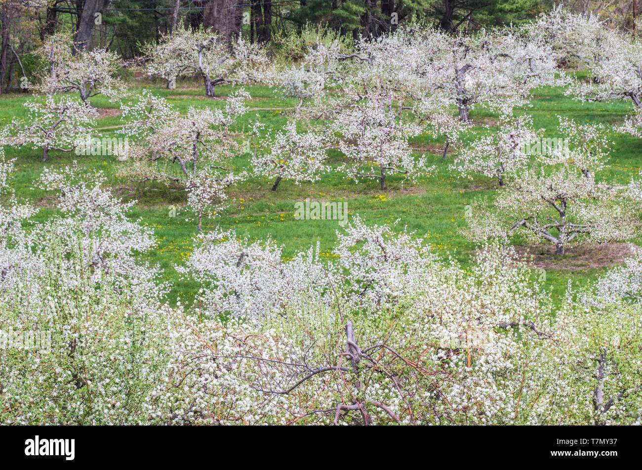 Apple trees in bloom hires stock photography and images Alamy
