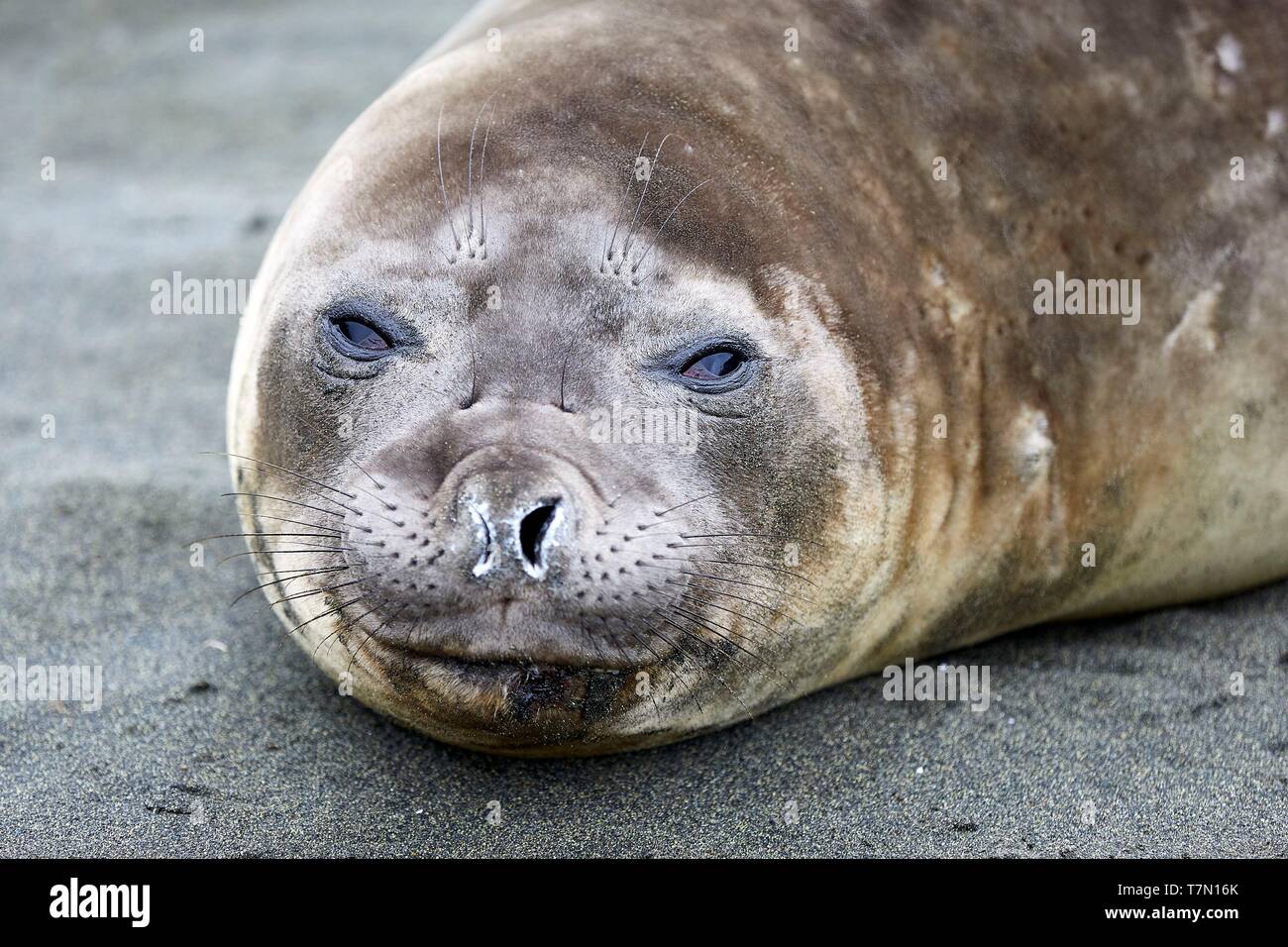 France French Southern And Antarctic Lands Crozet Islands Ile De La Possession Possession Island Elephant Seal Mirounga Leonina At The Penguin Rookery At The Baie Du Marin Stock Photo Alamy
