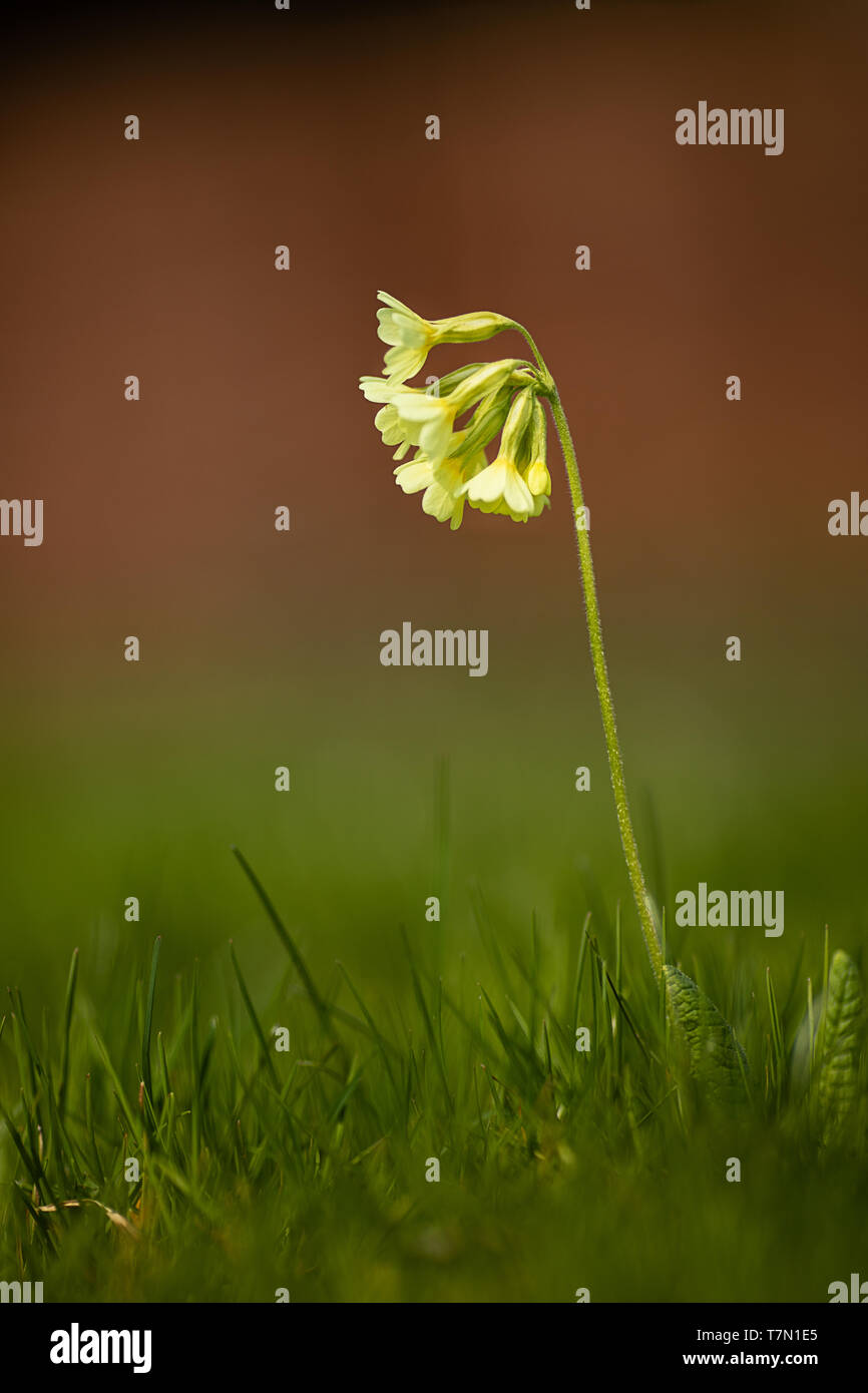 cowslip in front of green and red blurred background Stock Photo