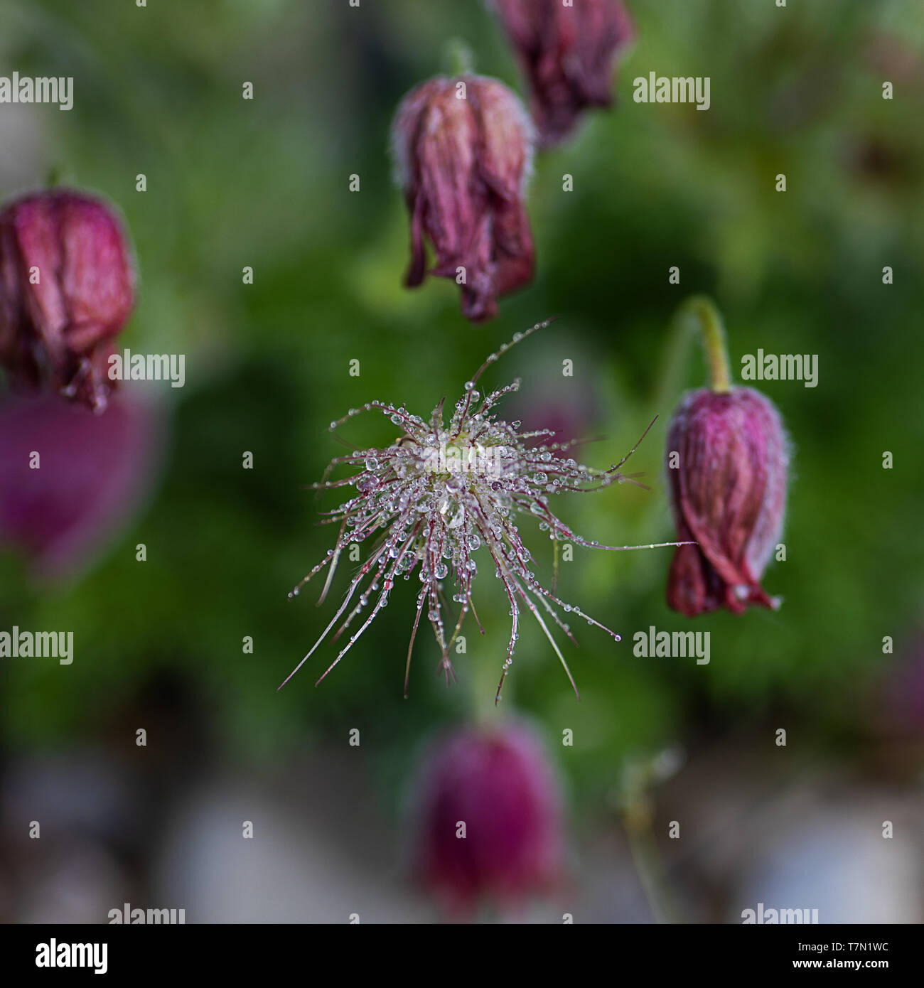 pasque flower seed and buds endangered plant Stock Photo