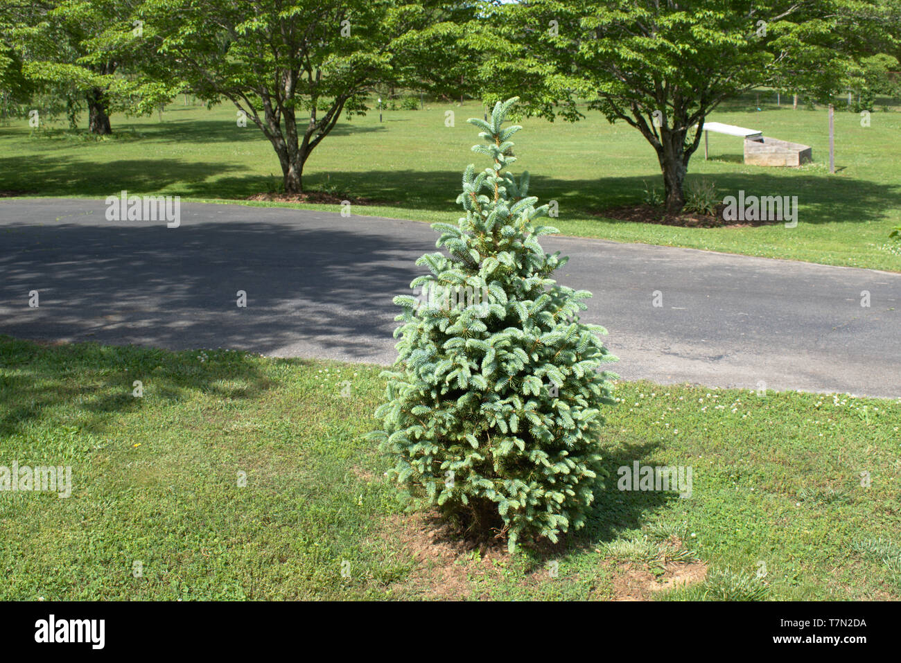 Baby Spruce Tree Stock Photo Alamy
