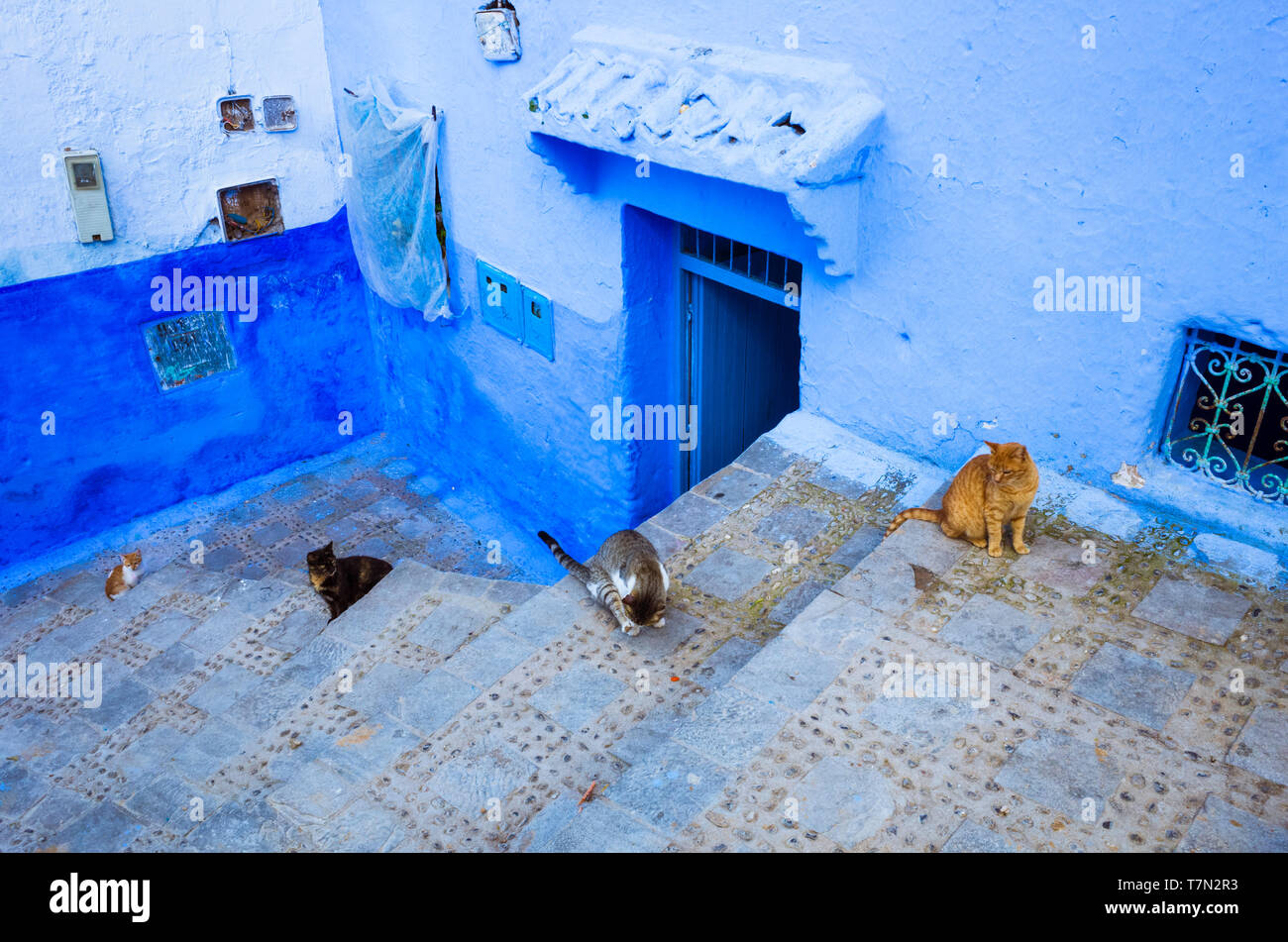 Chefchaouen, Morocco : Cats line along the steps opposite a blue-washed house in the alleyways of the medina old town. Stock Photo