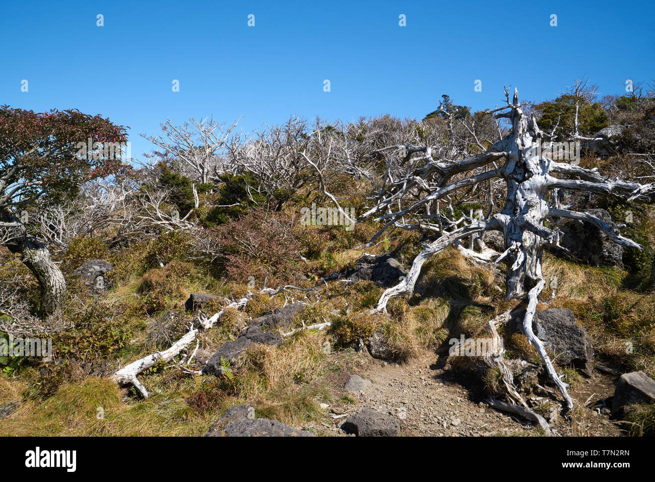 The way up hallasan mountain, Jeju island, South Korea. Stock Photo