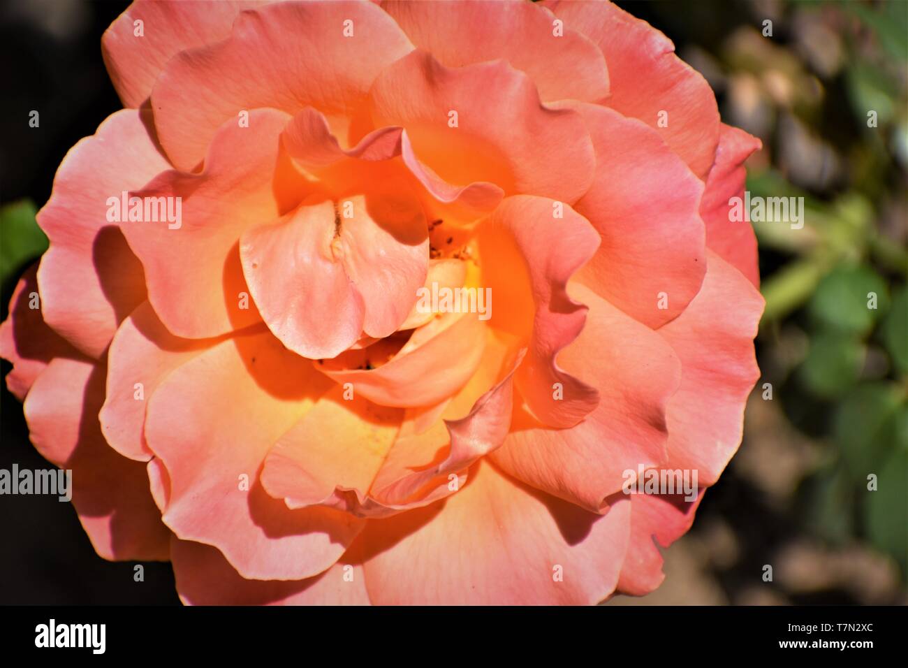 Tequila Sunrise Rose Stock Photo Alamy