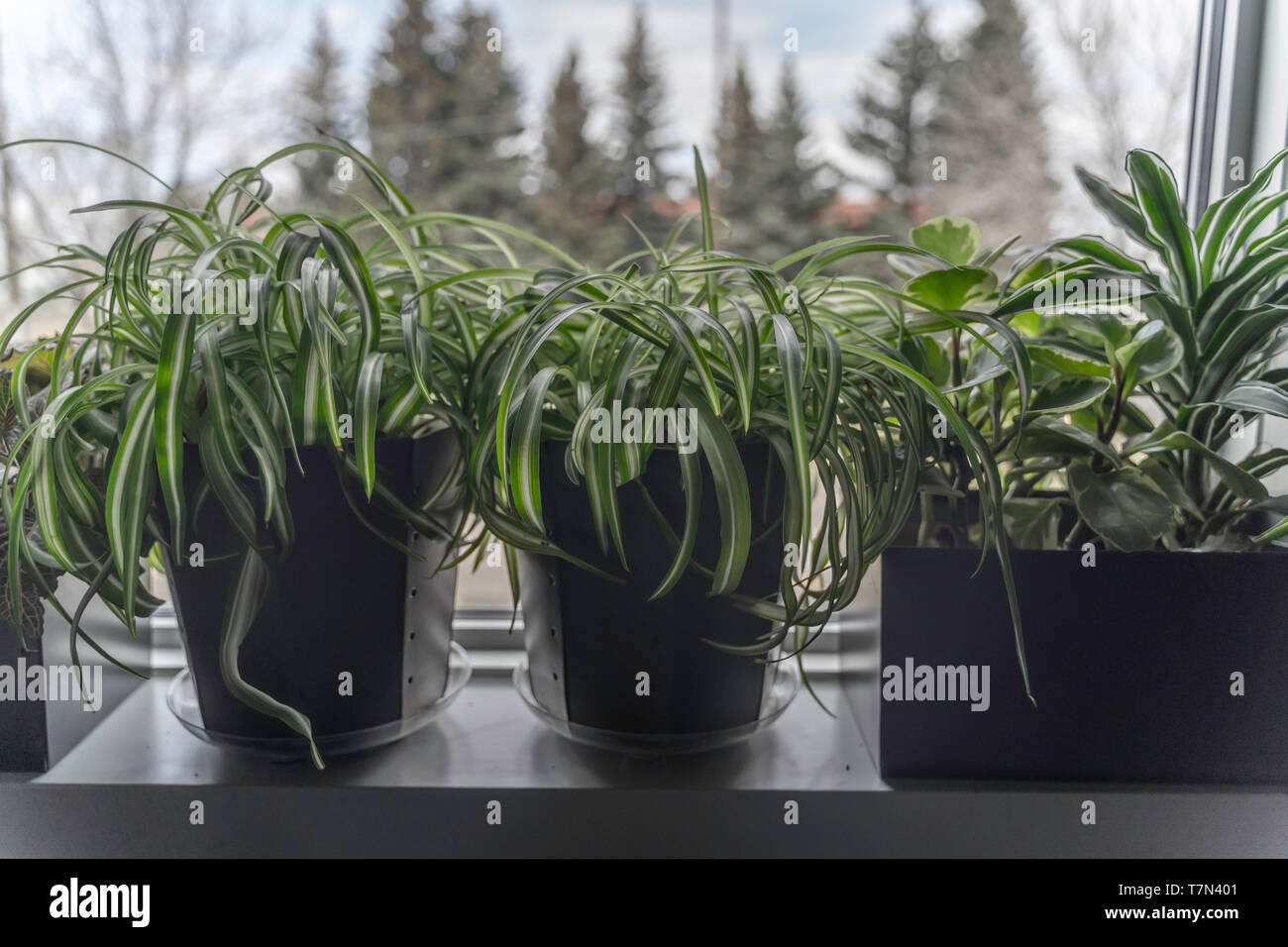 Potted Plants In Office Window Used For Decorations Stock Photo