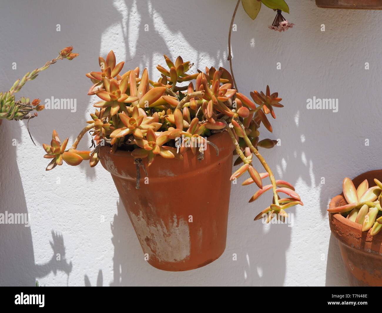 Flower Pot on a Wall in Menorca, Spain Stock Photo