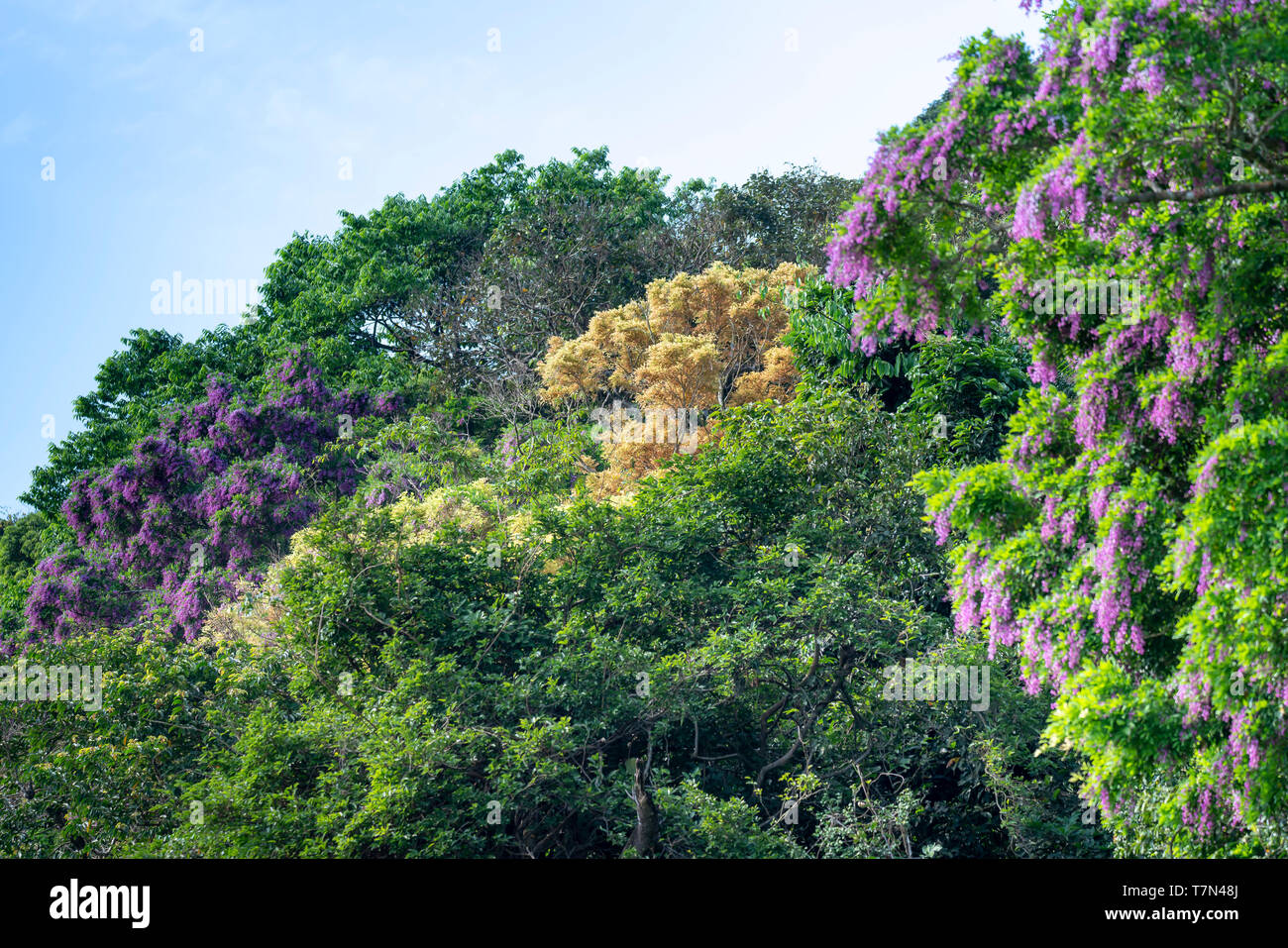Millettia brandisiana is a perennial plant in the bean family. Purple flowers blooming on the Son Tra peninsula, Da Nang, Vietnam Stock Photo