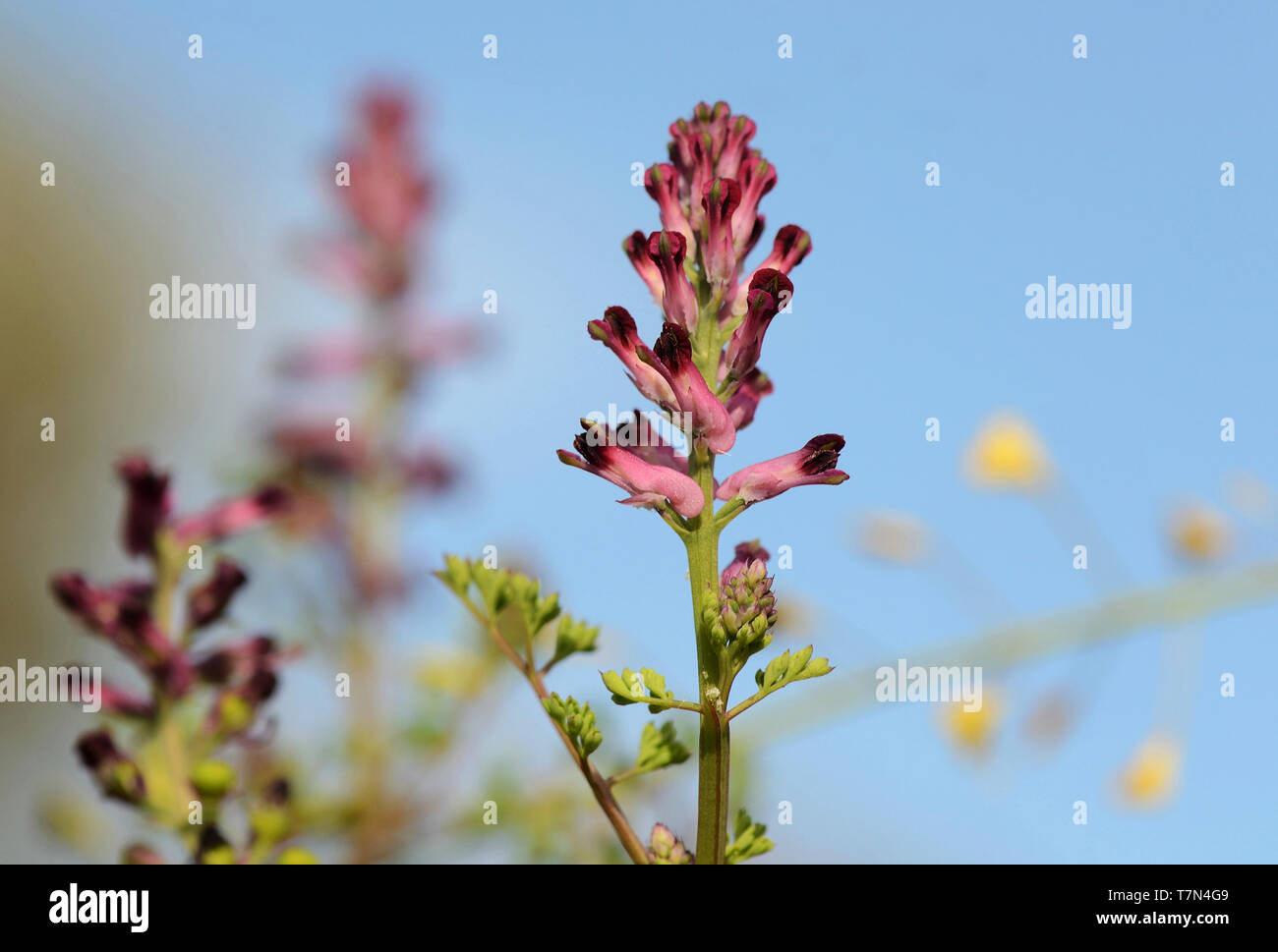 close-up of Fumaria Officinalis in blooming in a country meadow, on springtime Stock Photo