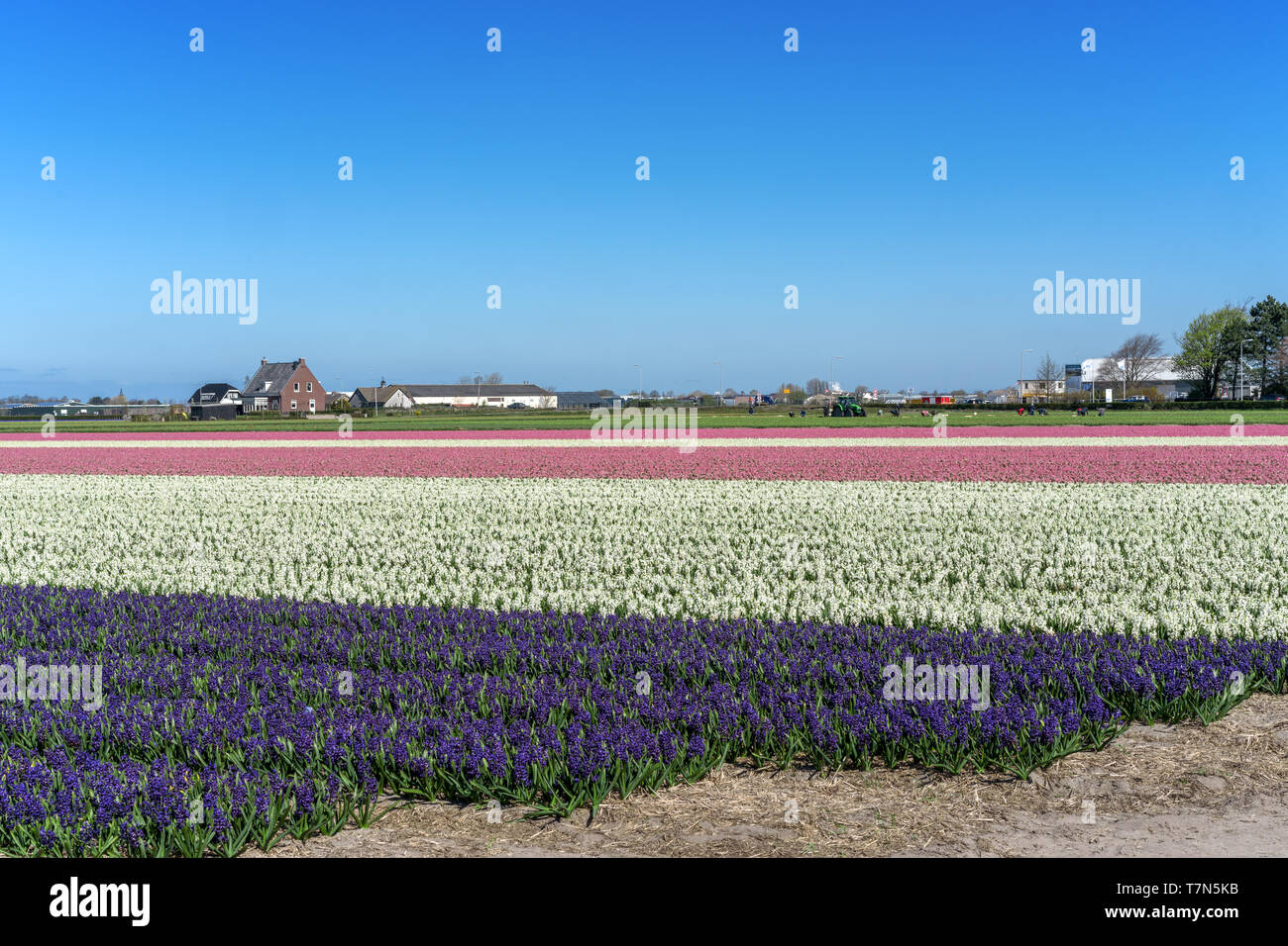 Flower fields of multicolored hyacinths along the canal in the northern part of Holland, in the Stock Photo