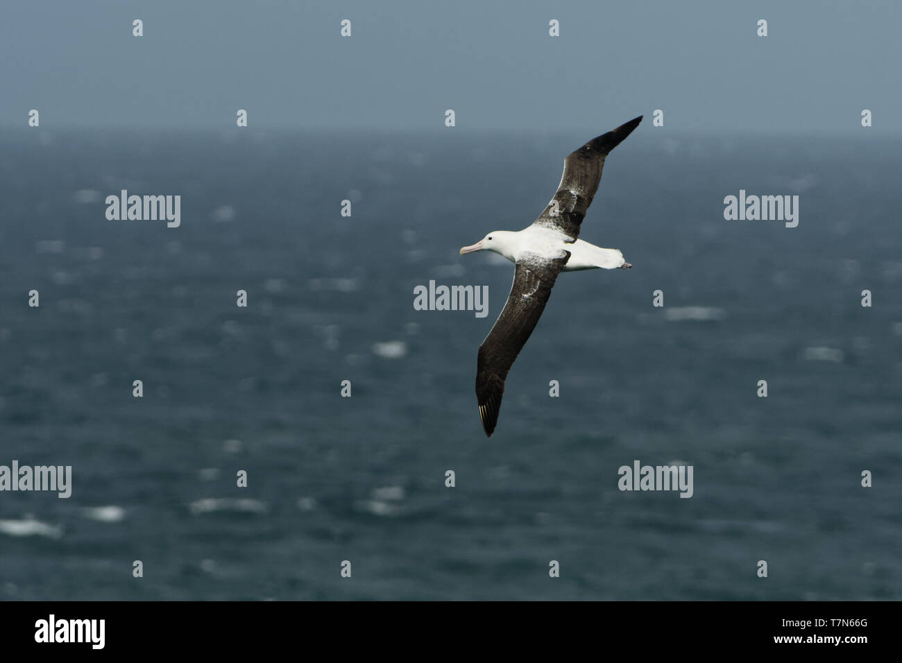 Diomedea epomophora - Southern Royal Albatross flying above the sea in New Zealand near Otago peninsula, South Island. Stock Photo