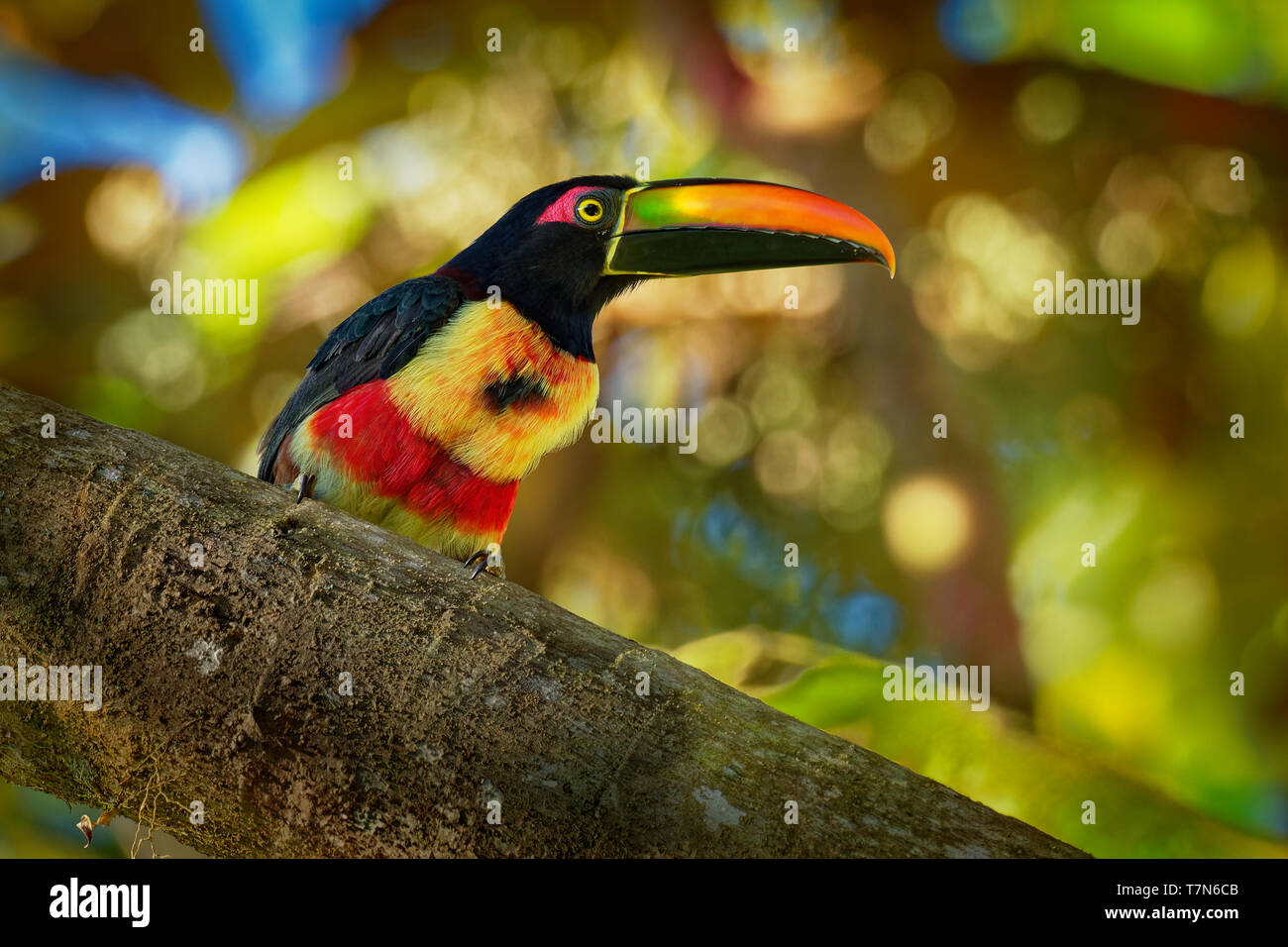 Fiery-billed Aracari - Pteroglossus frantzii is a toucan, a near-passerine bird. It breeds only on the Pacific slopes of southern Costa Rica and weste Stock Photo