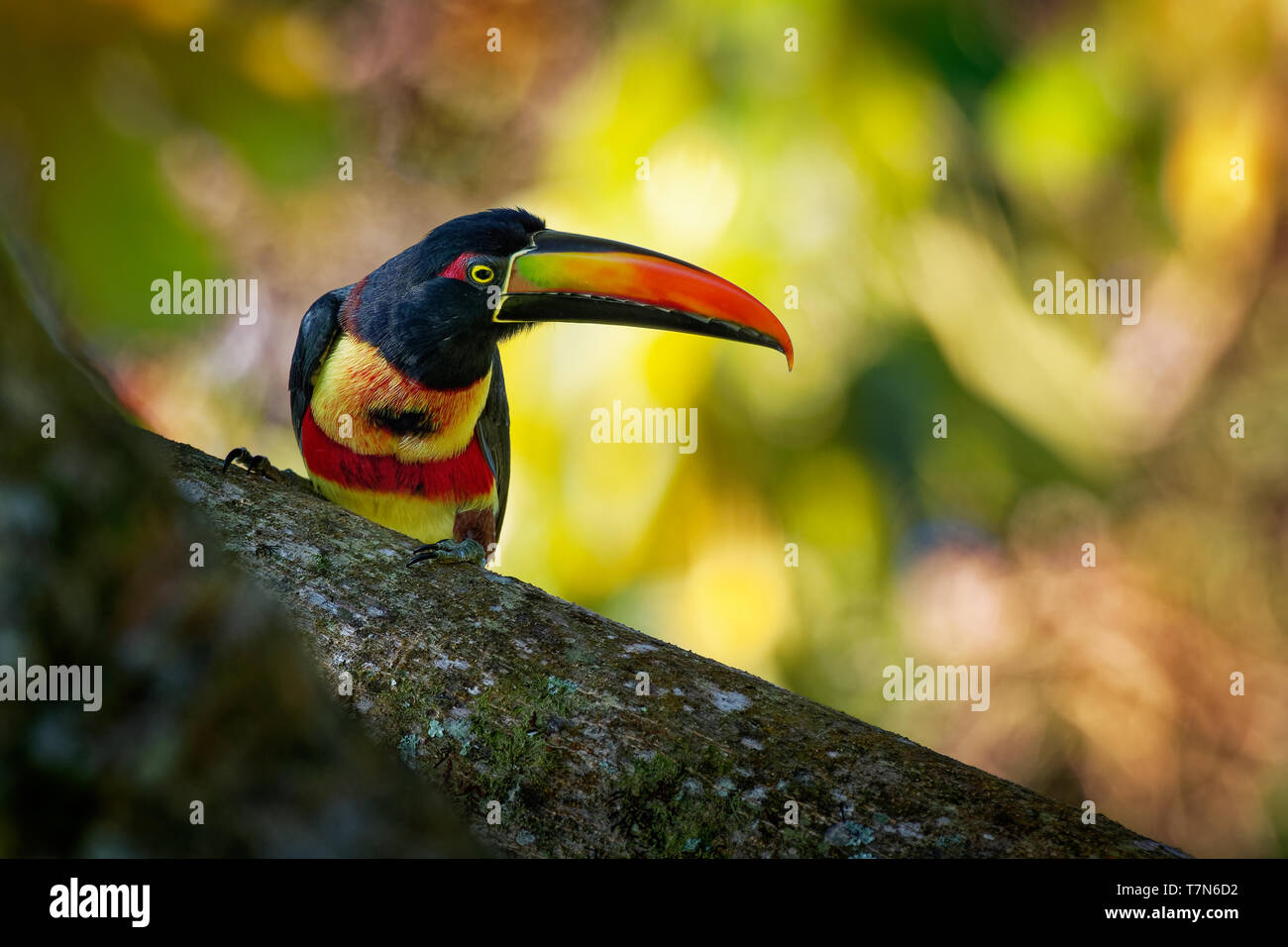 Fiery-billed Aracari - Pteroglossus frantzii is a toucan, a near-passerine bird. It breeds only on the Pacific slopes of southern Costa Rica and weste Stock Photo