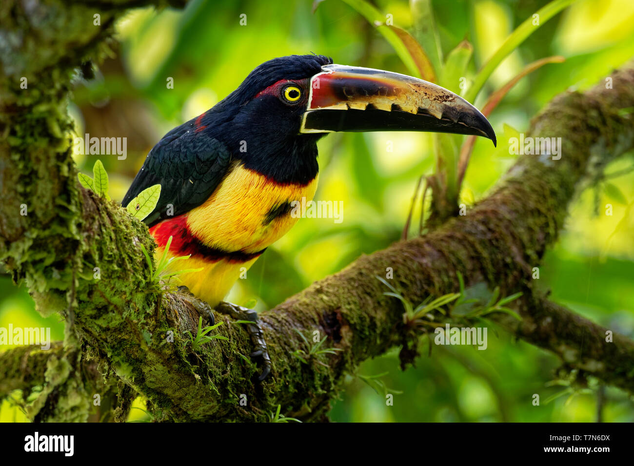 Collared Aracari - Pteroglossus torquatus is toucan, a near-passerine bird. It breeds from southern Mexico to Panama, Ecuador, Colombia, Venezuela and Stock Photo