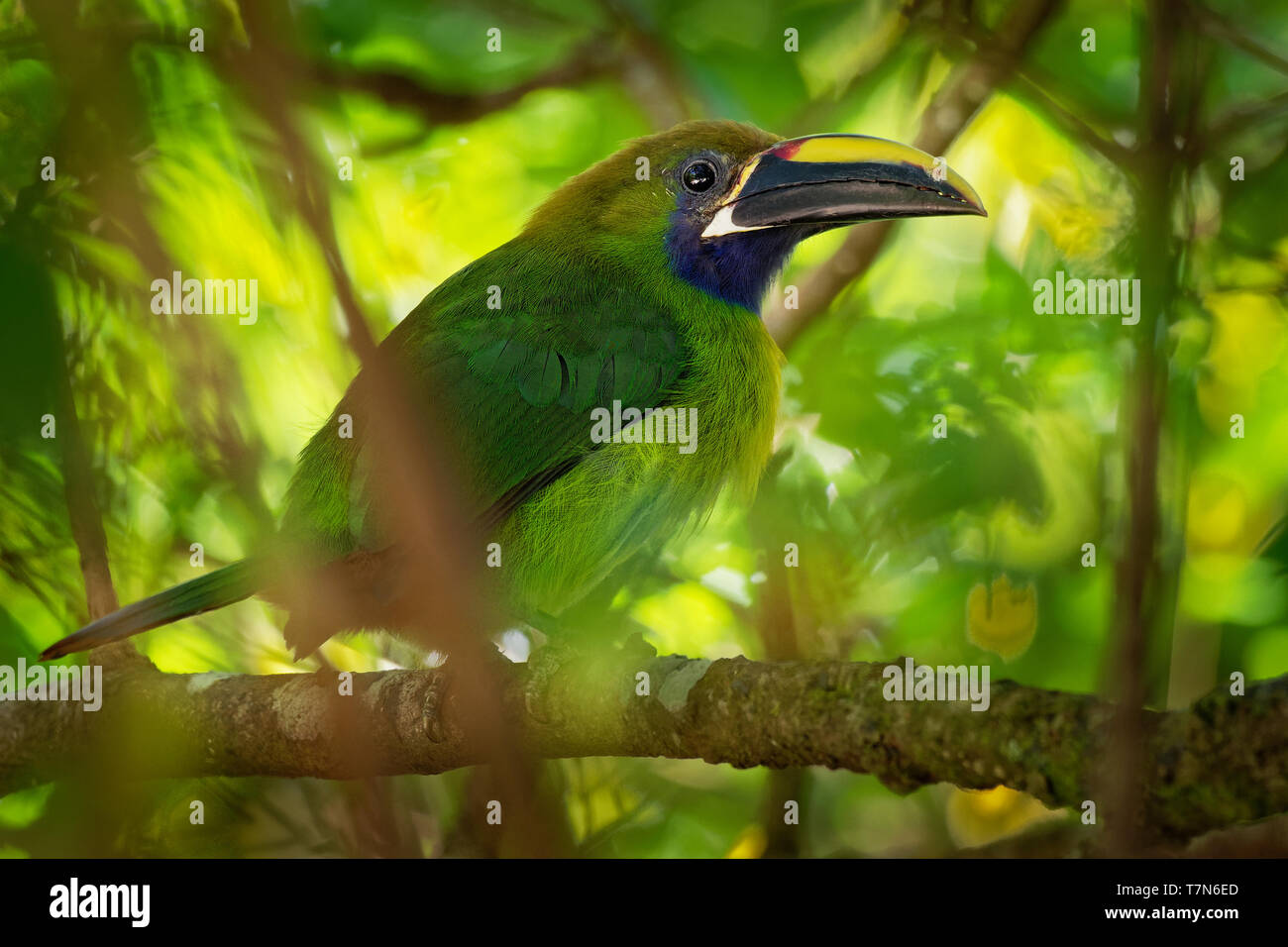 Emerald Toucanet - Aulacorhynchus prasinus near-passerine bird in the Ramphastidae family occurring in mountainous regions of Mexico and Central Ameri Stock Photo